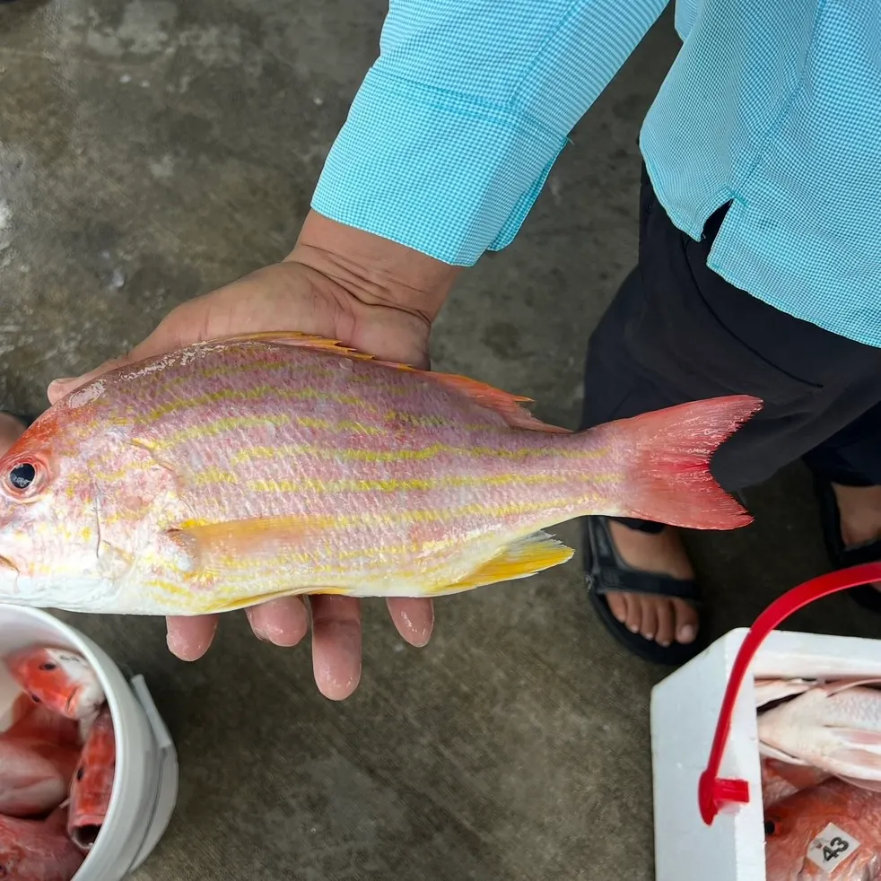 The most recent Vermilion snapper catches on Fishbrain