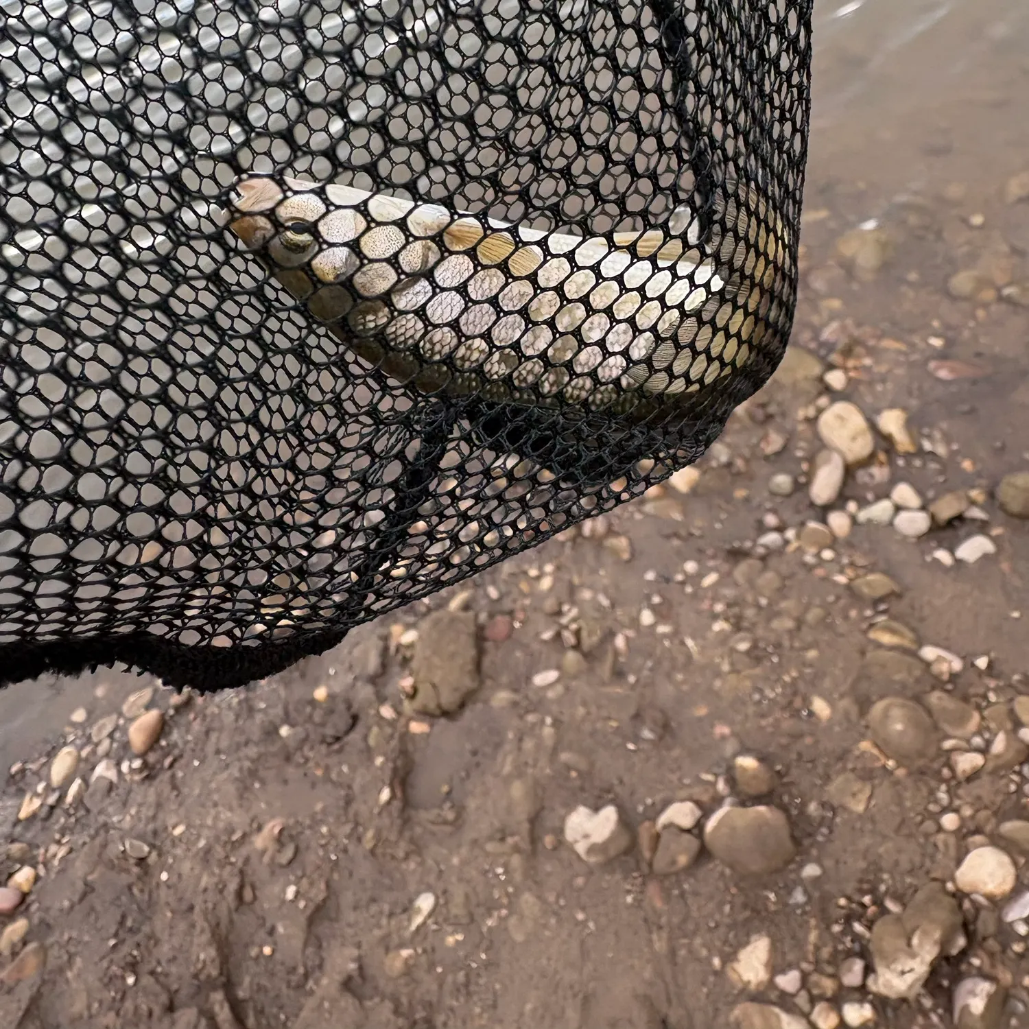 The most recent Utah chub catches on Fishbrain