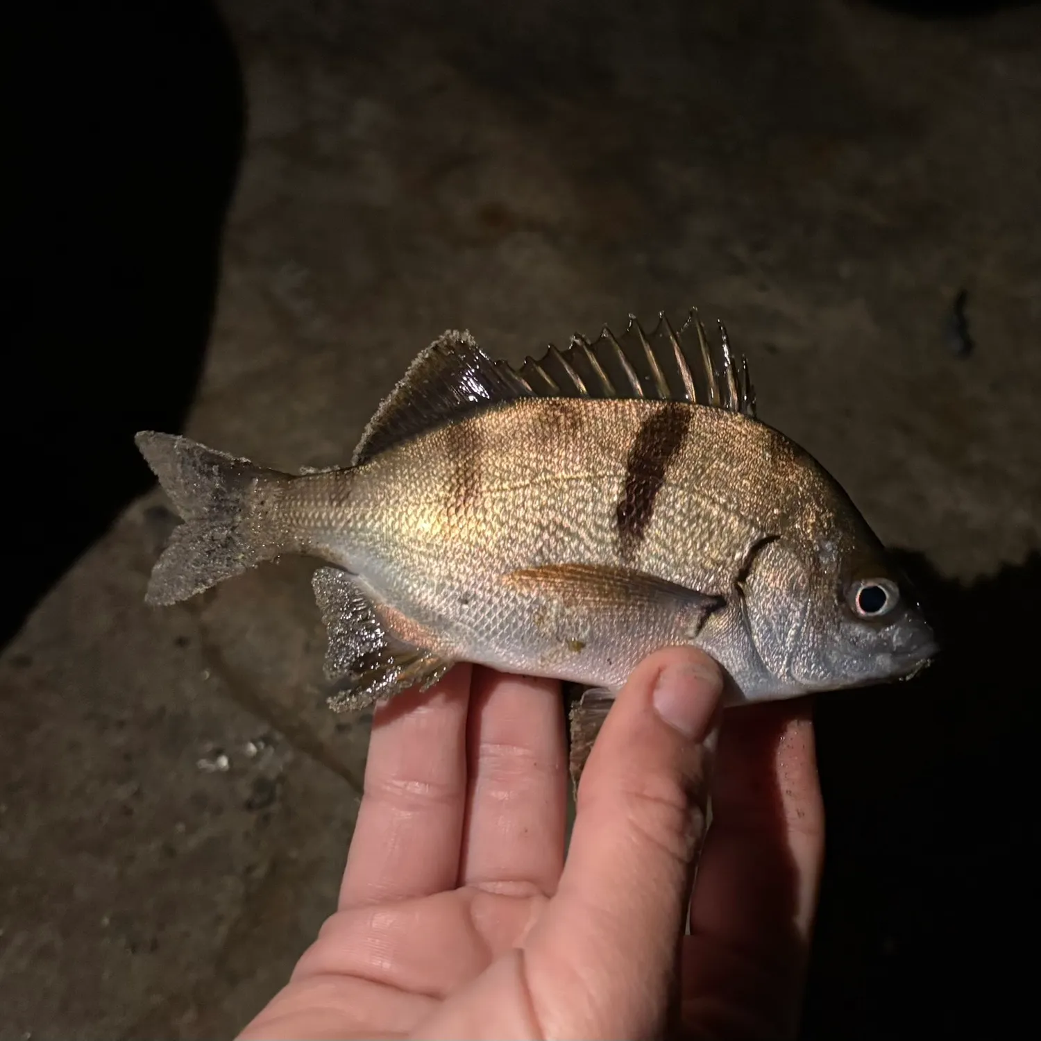 The most recent Sargo catches on Fishbrain