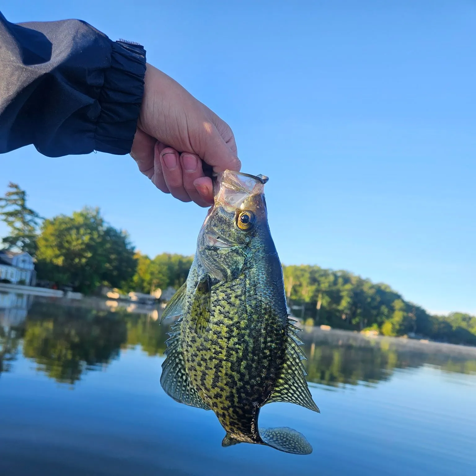 Black crappie caught on Fishbrain