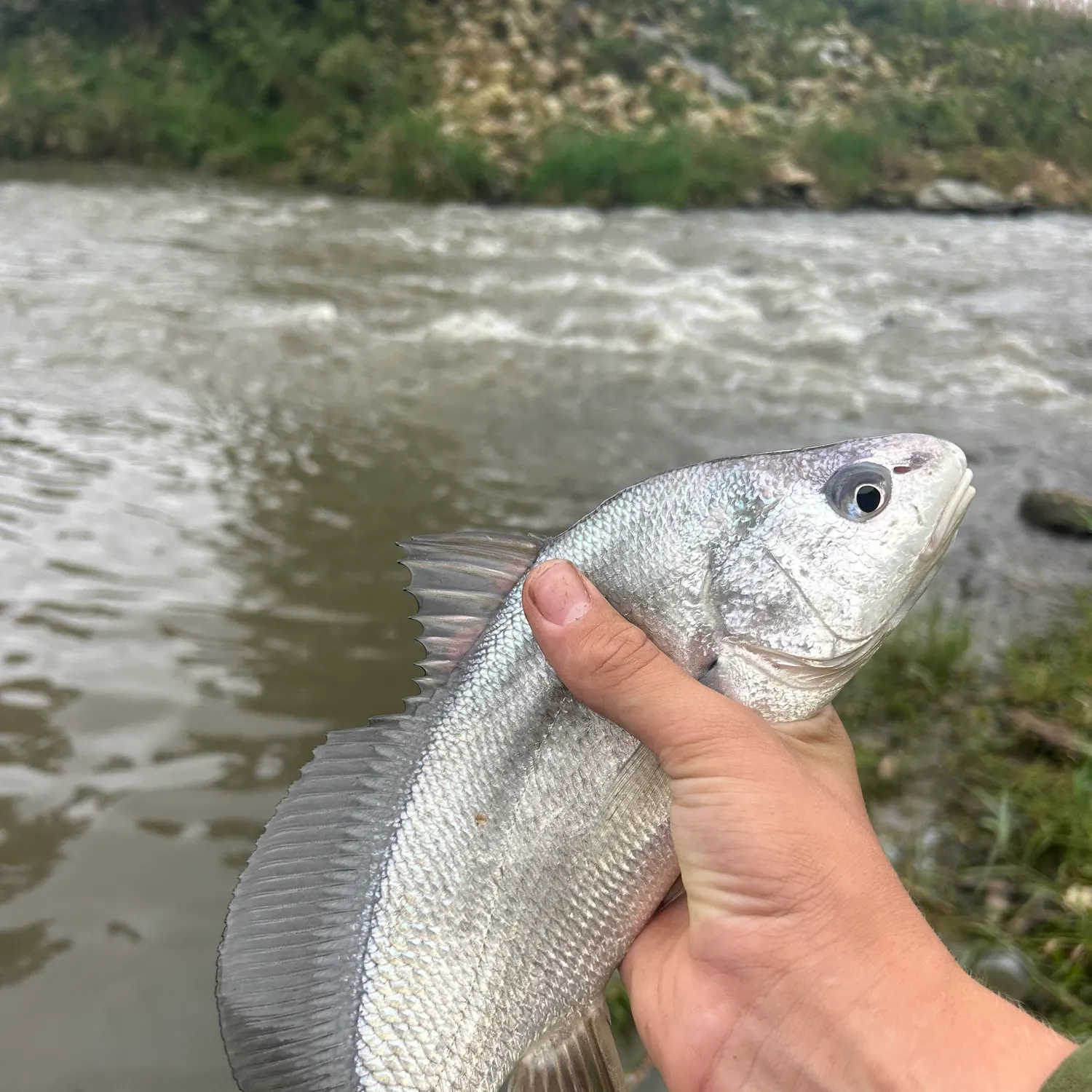 Freshwater drum caught on Fishbrain