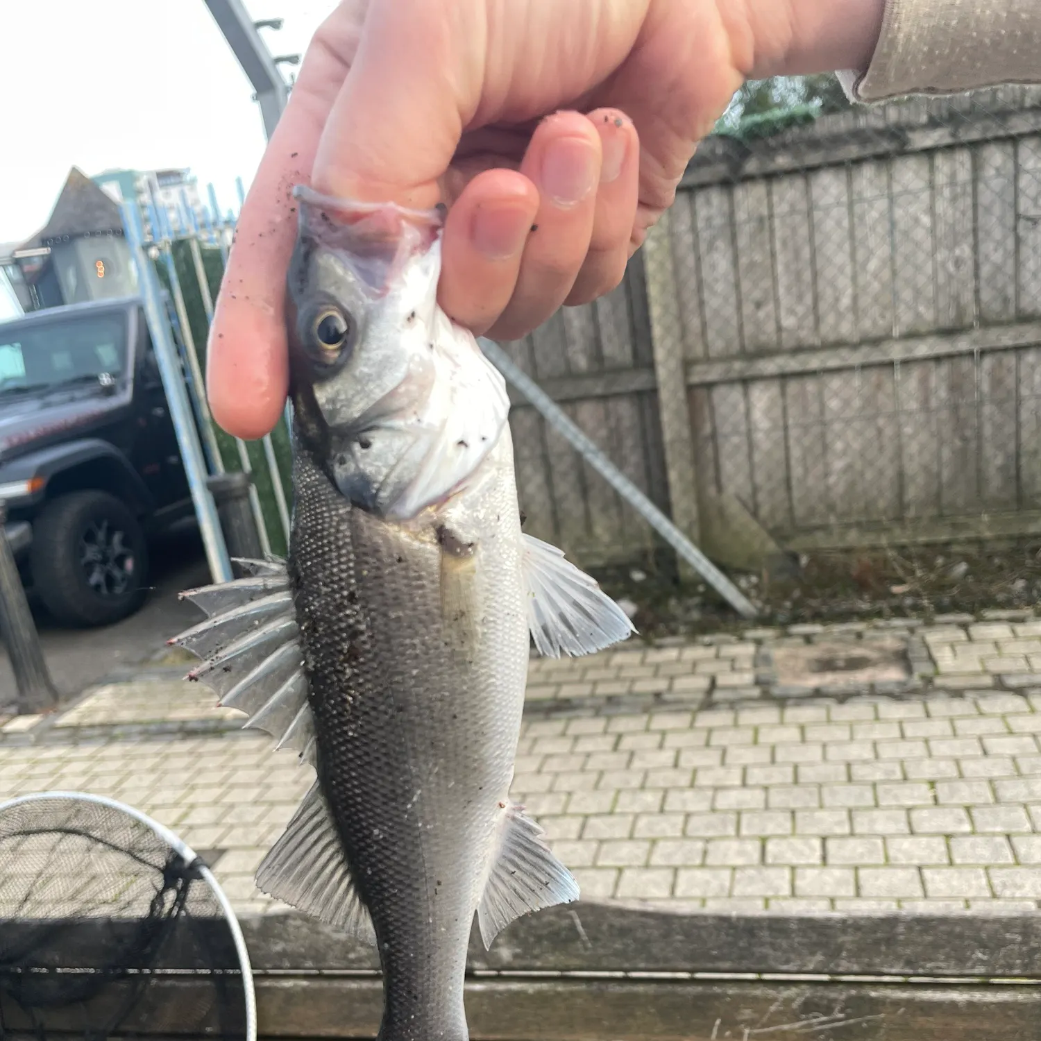 The most recent European seabass catches on Fishbrain
