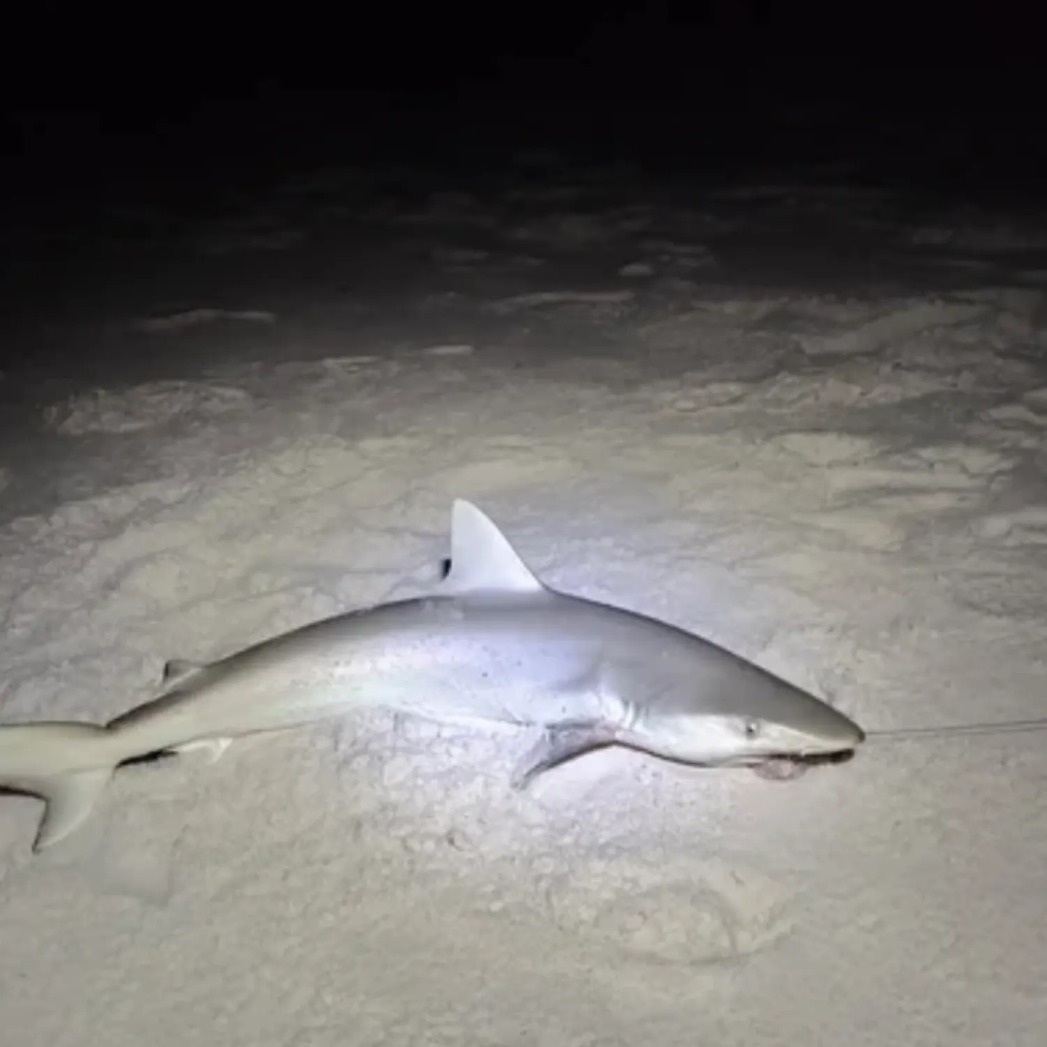 The most recent Sandbar shark catches on Fishbrain