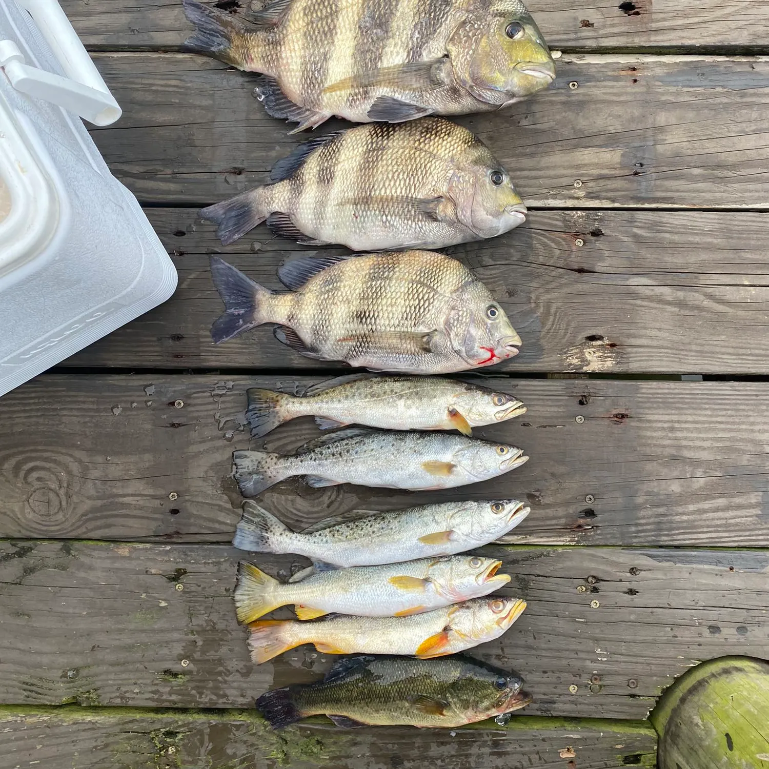 recently logged catches