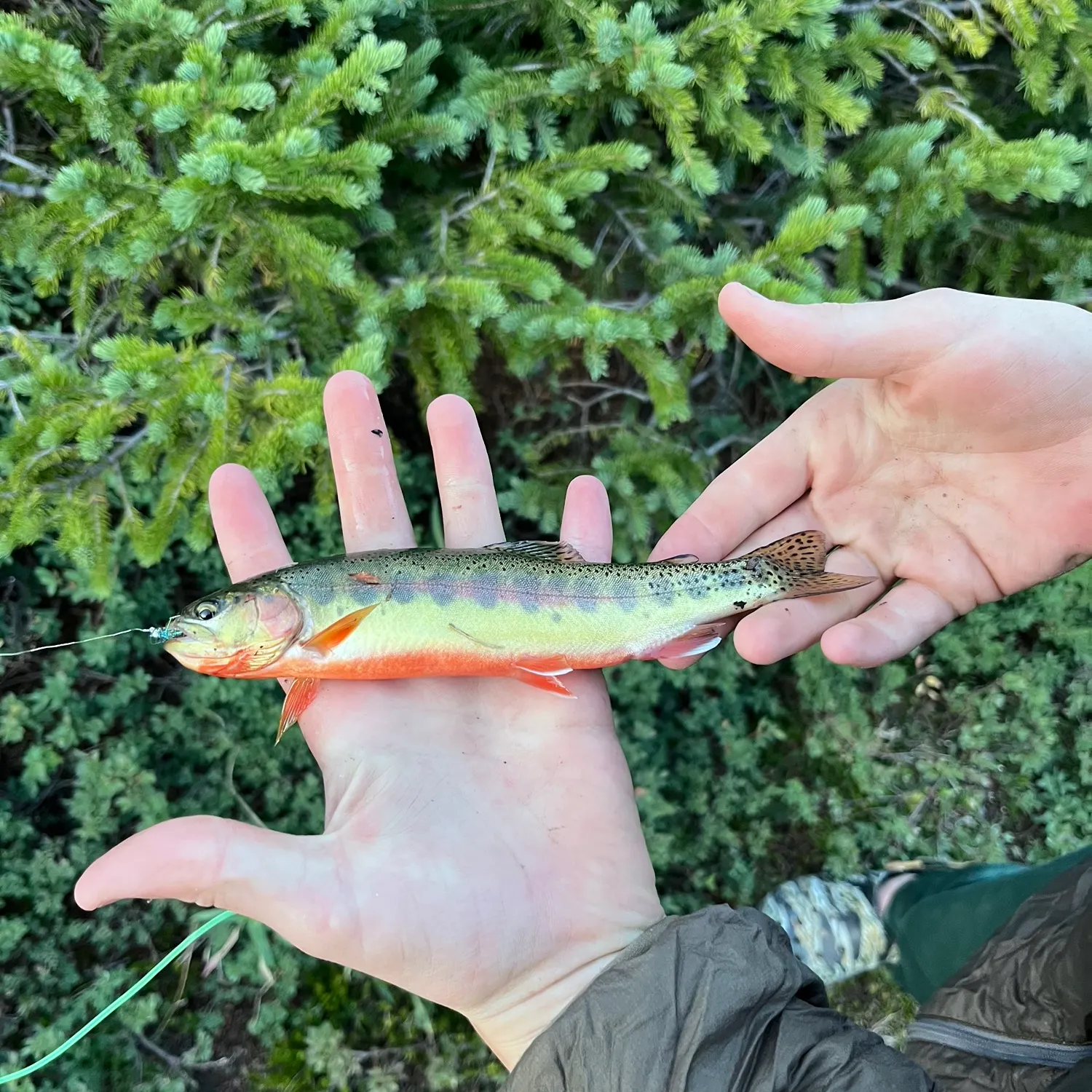 The most recent Golden trout catches on Fishbrain
