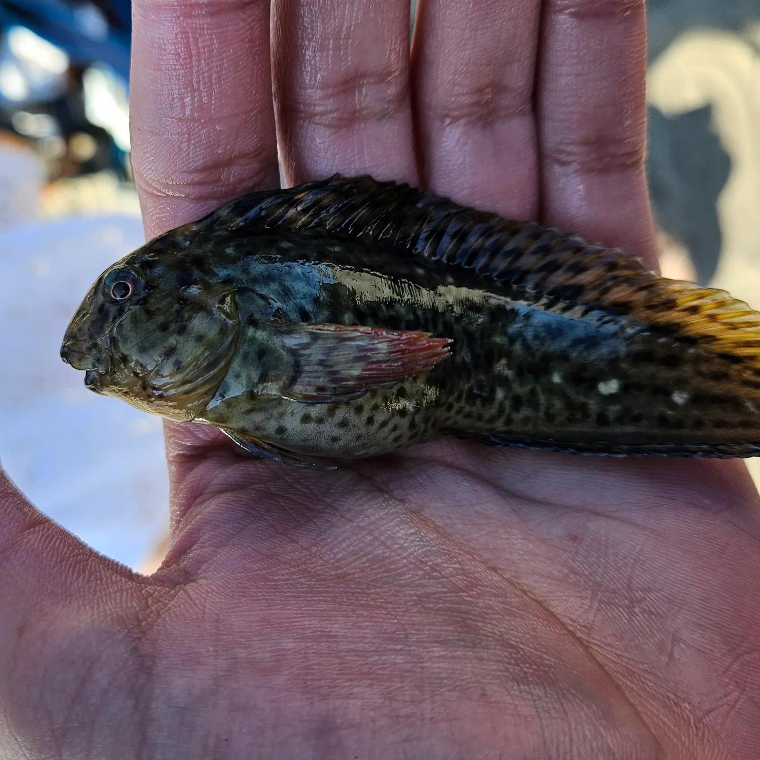 The most recent Rusty blenny catches on Fishbrain