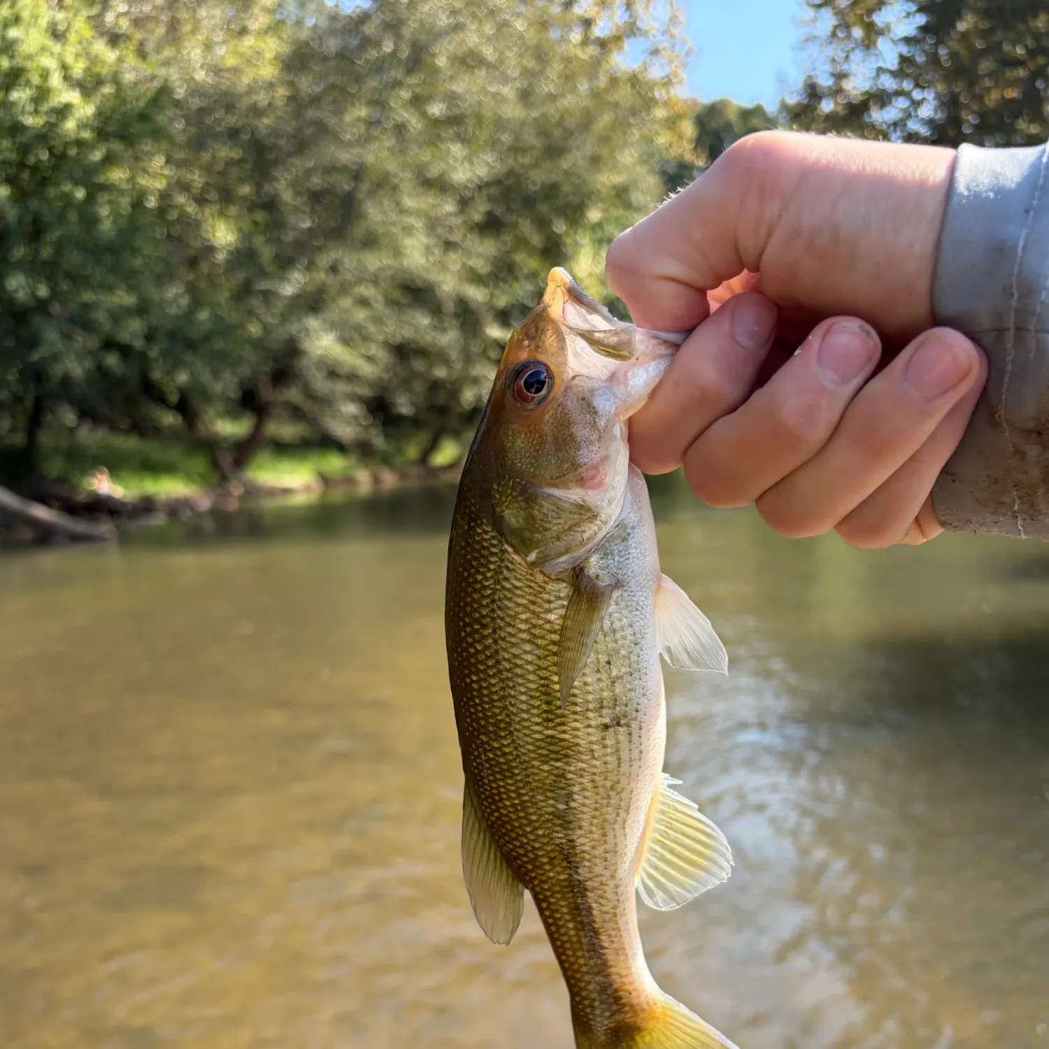 Spotted bass caught on Fishbrain