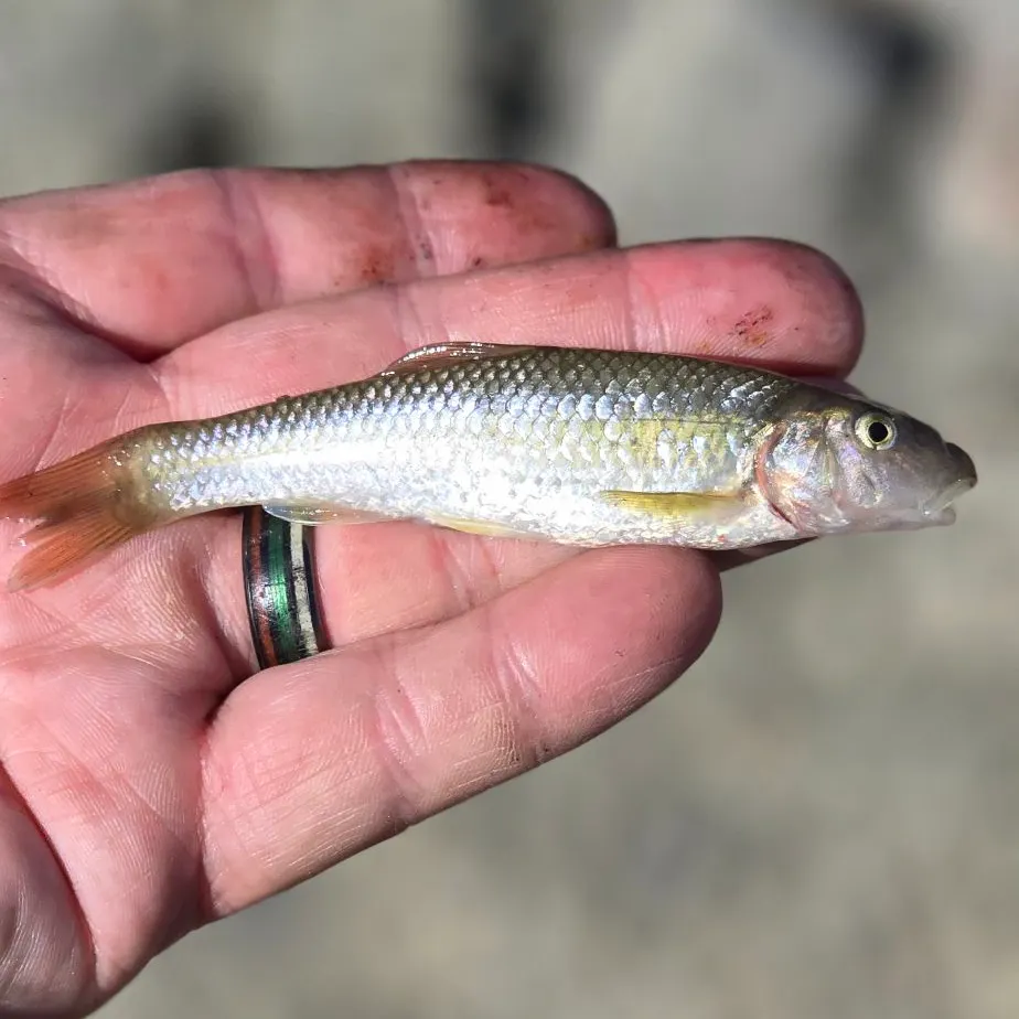 Shorthead redhorse caught on Fishbrain