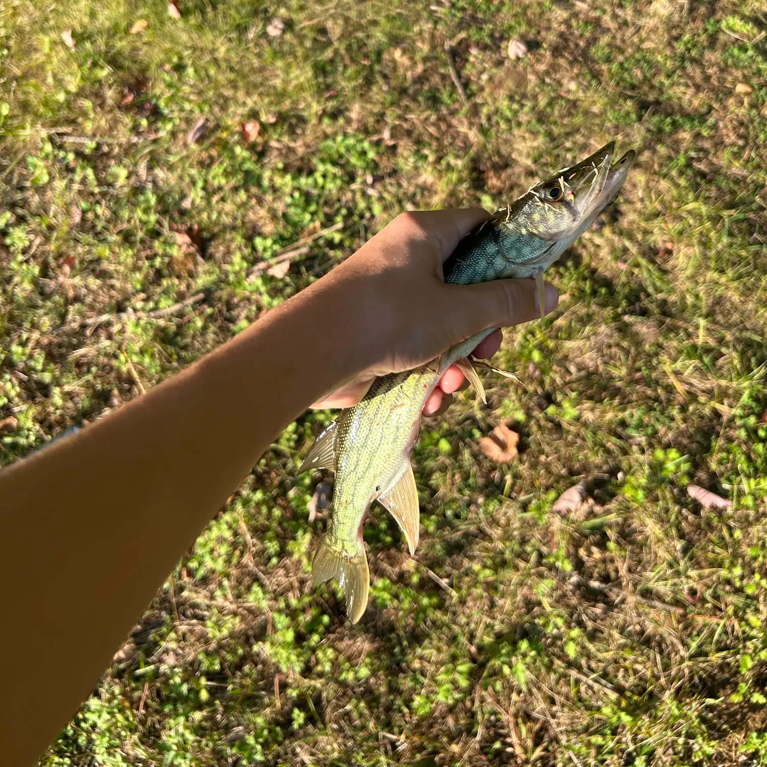 Chain pickerel caught on Fishbrain