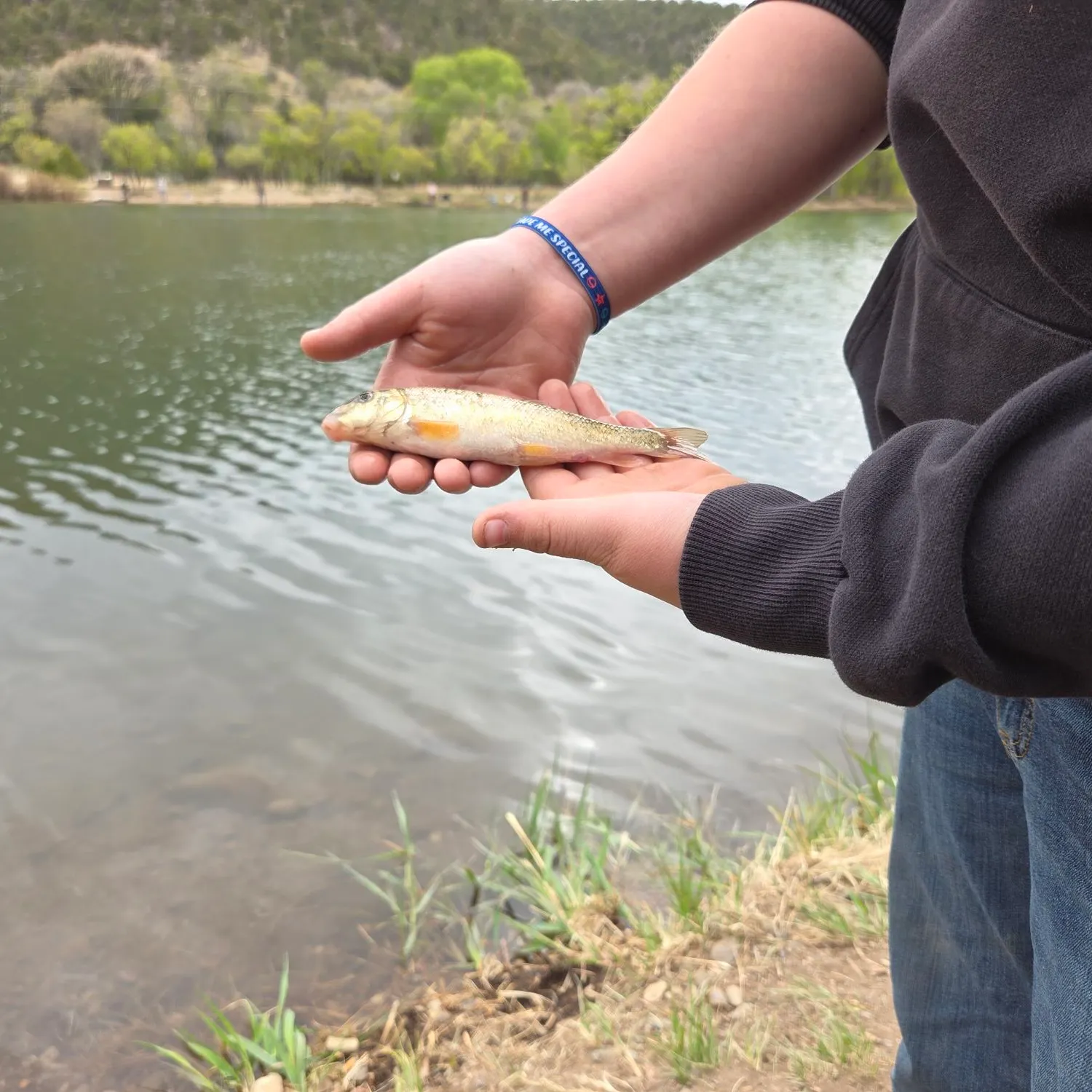 The most recent Gray redhorse catches on Fishbrain