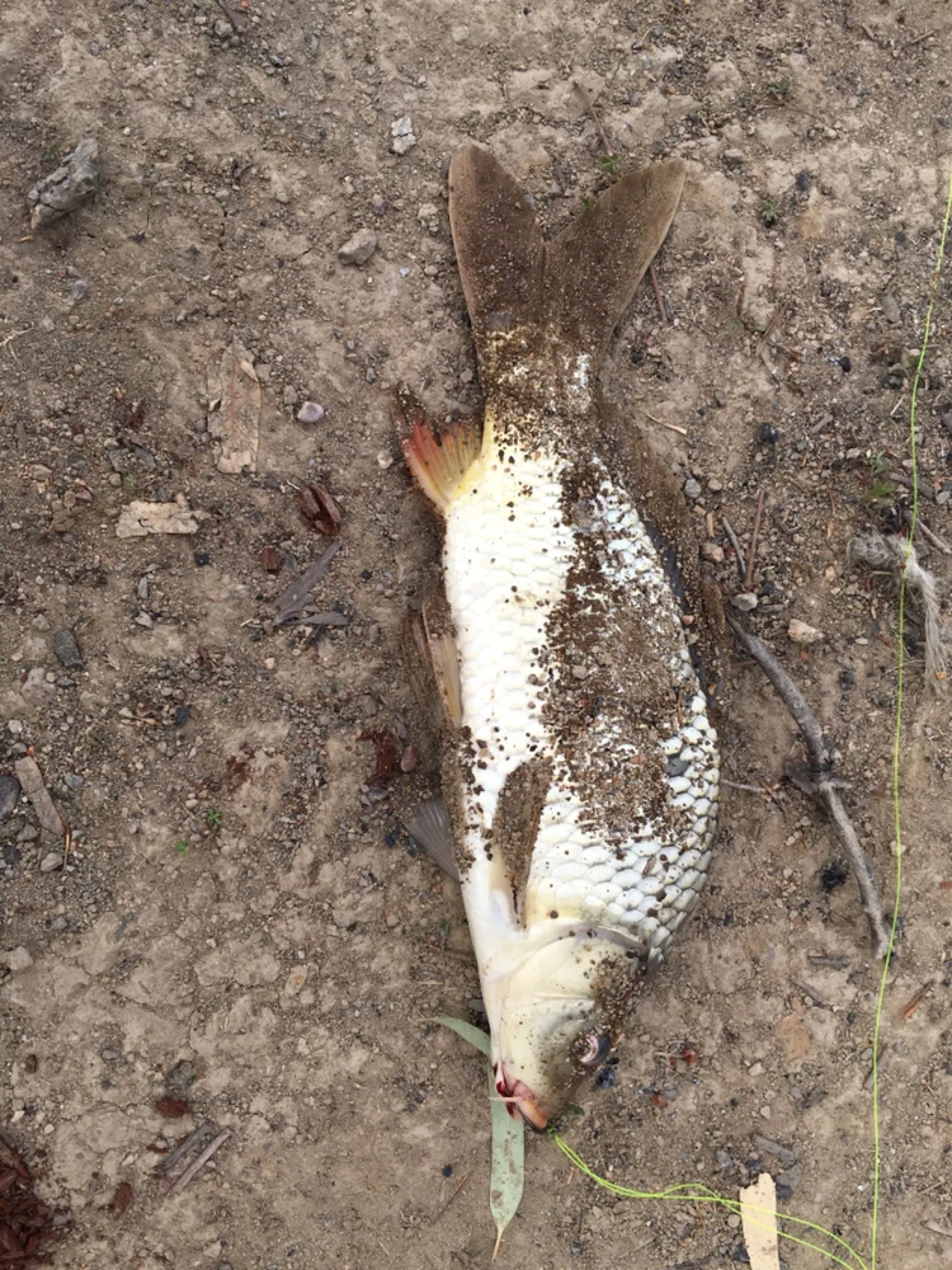 Post image from tziday5018