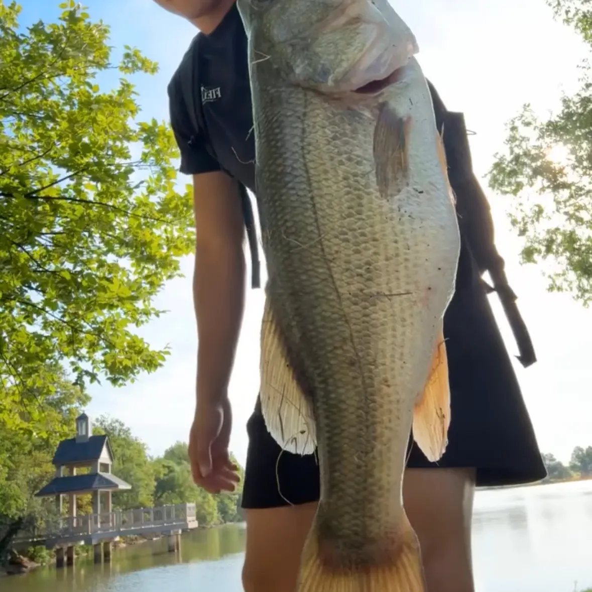 Largemouth bass caught on Fishbrain