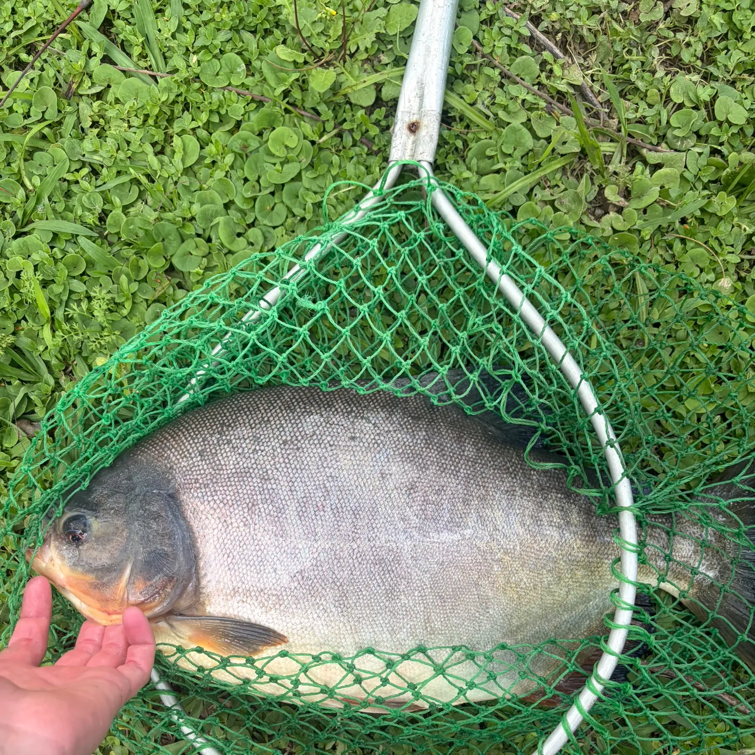 The most recent Small-scaled pacu catches on Fishbrain
