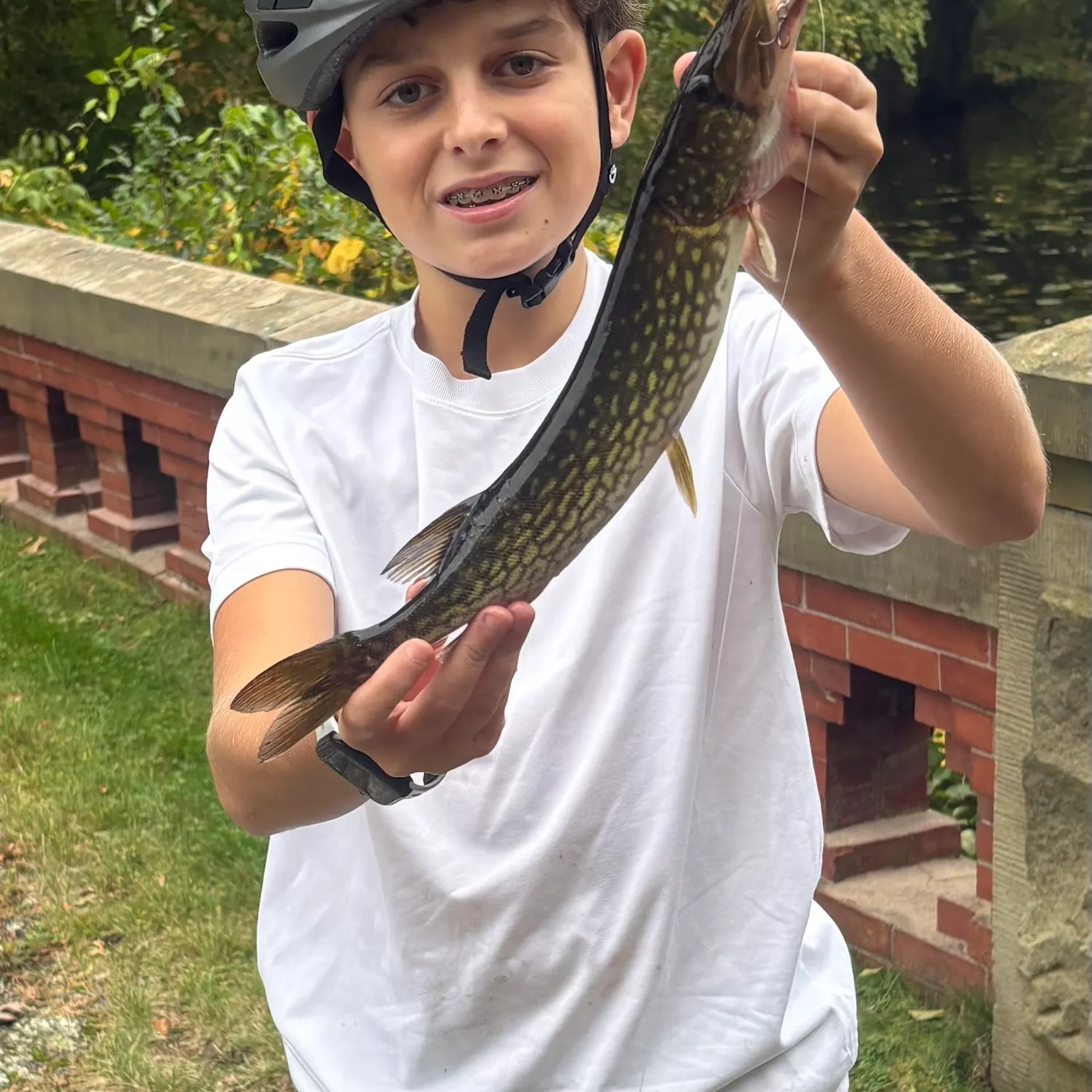 Chain pickerel caught on Fishbrain