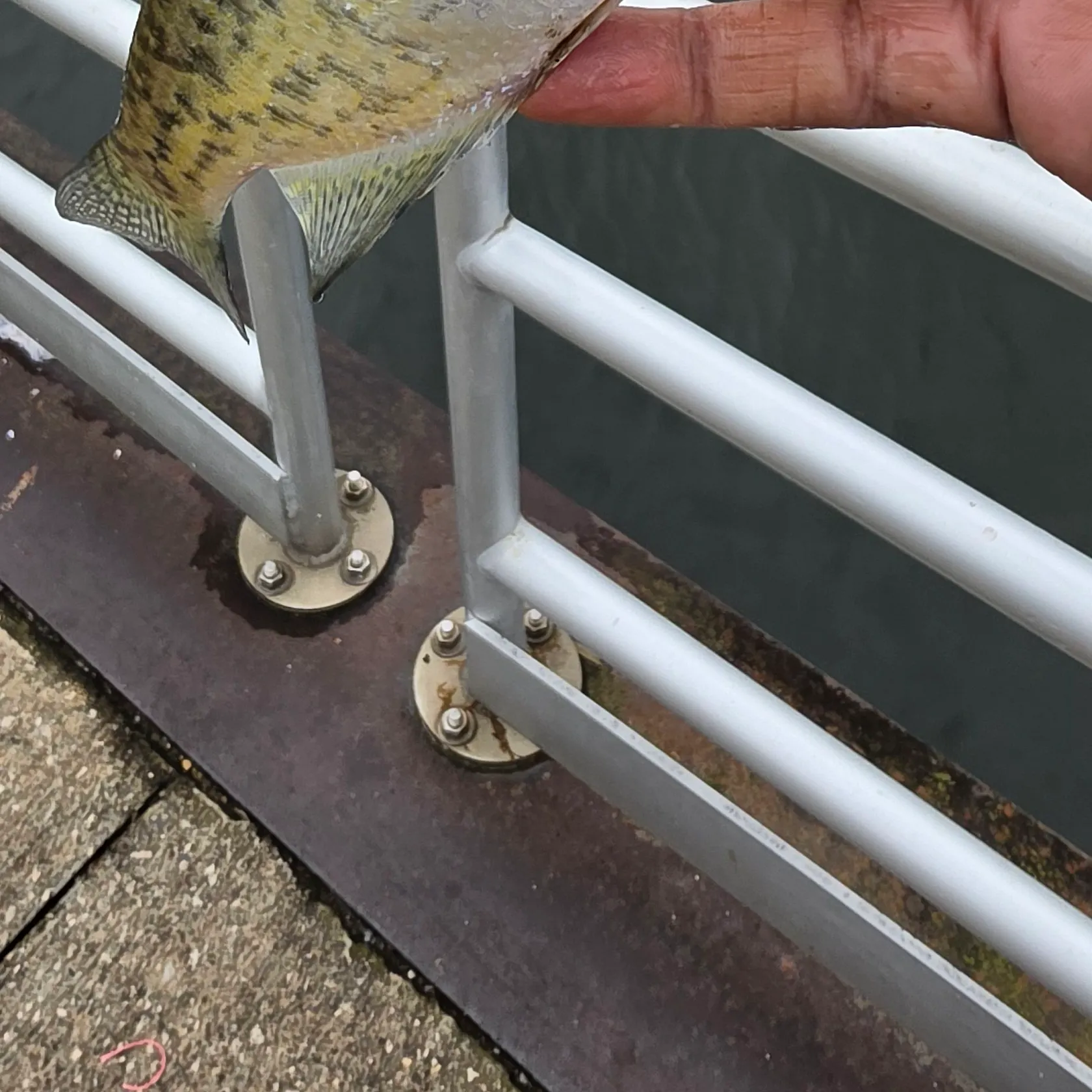 White crappie caught on Fishbrain
