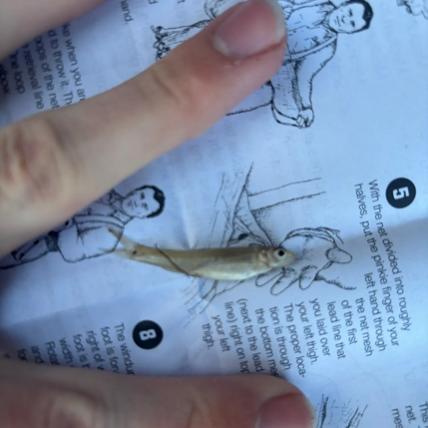 The most recent Inland silverside catches on Fishbrain