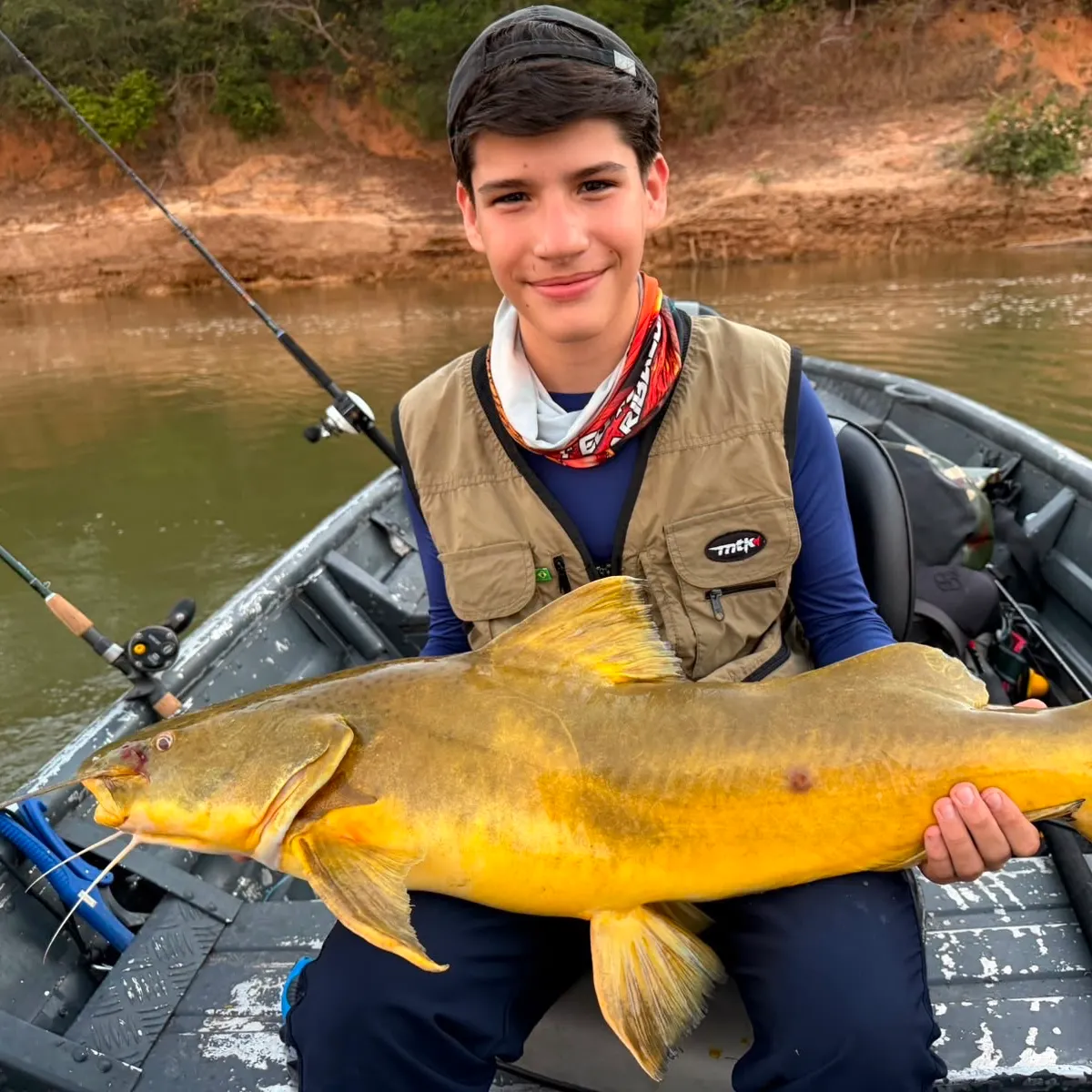 The most recent Gilded catfish catches on Fishbrain
