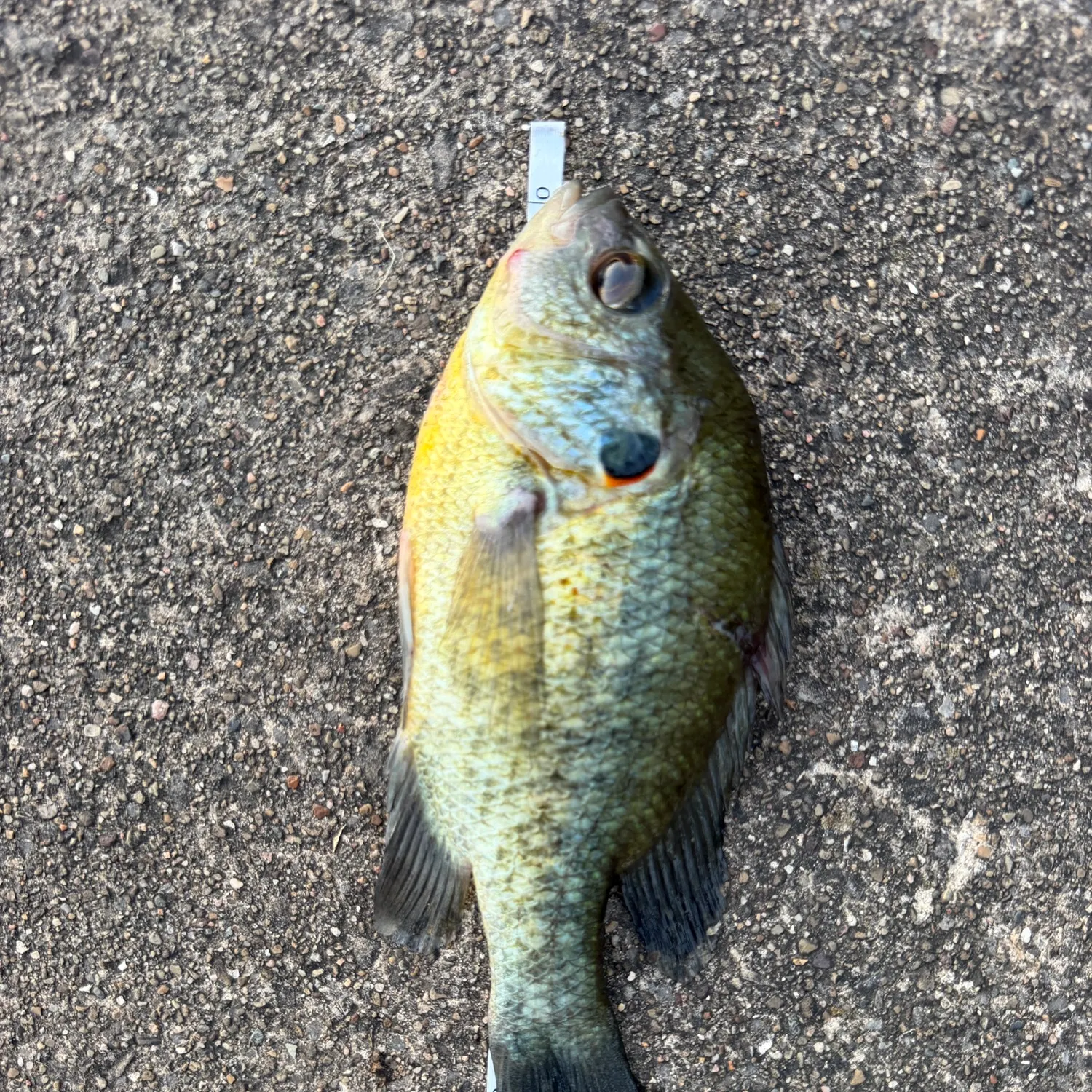 Redear sunfish caught on Fishbrain