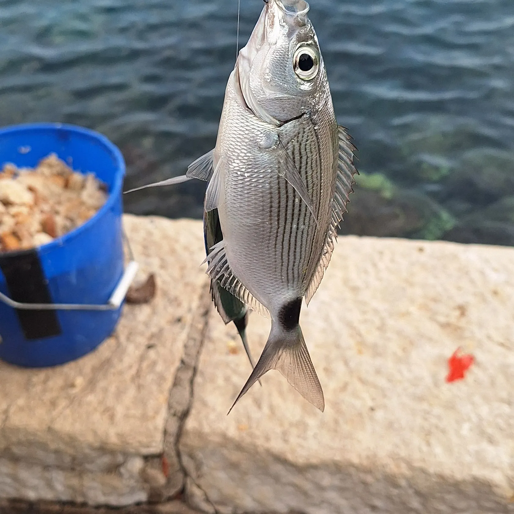 Fish caught on Fishbrain