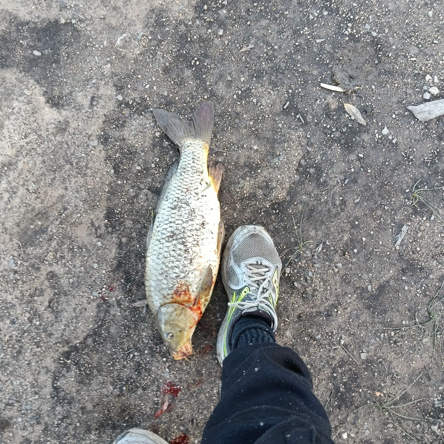 Common carp caught on Fishbrain