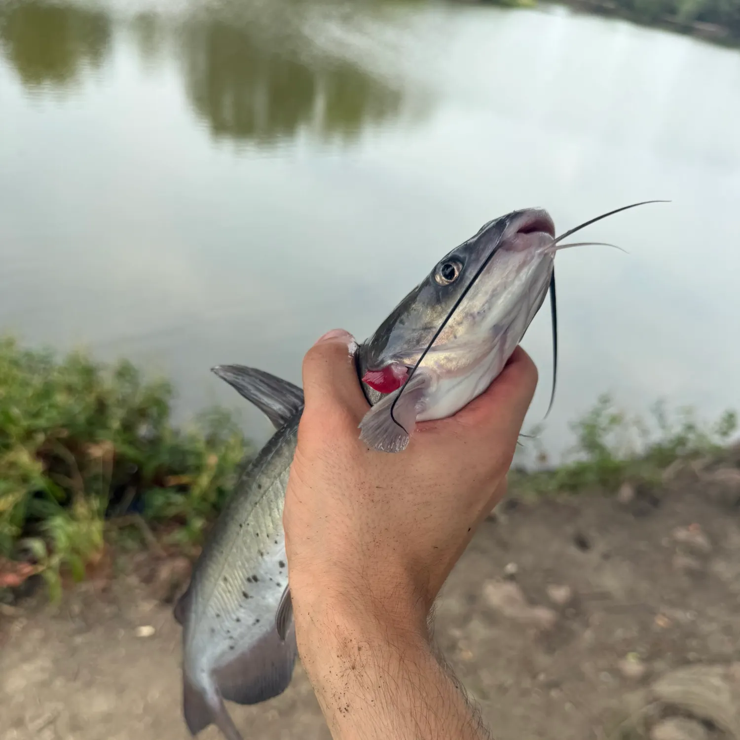 Channel catfish caught on Fishbrain