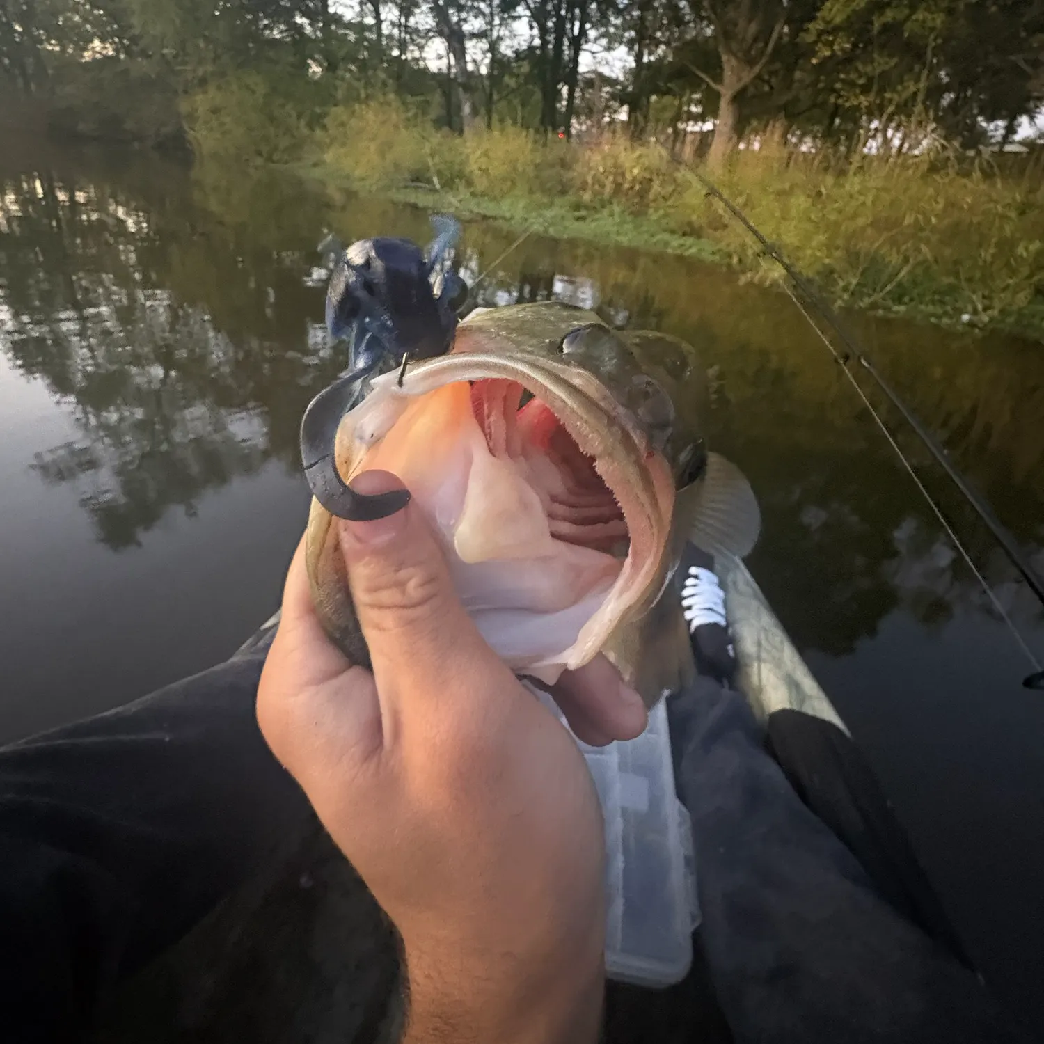 Largemouth bass caught on Fishbrain