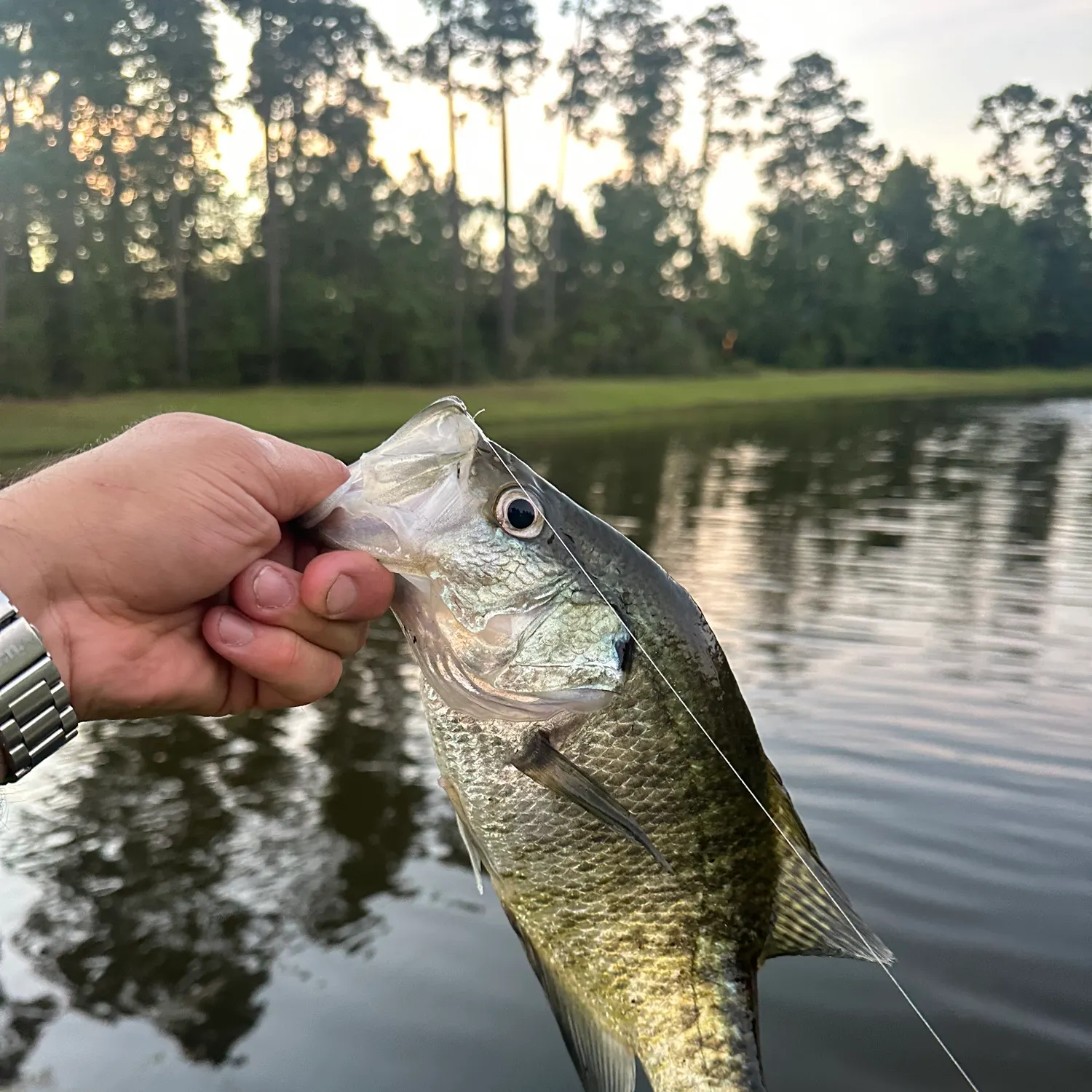 White crappie caught on Fishbrain