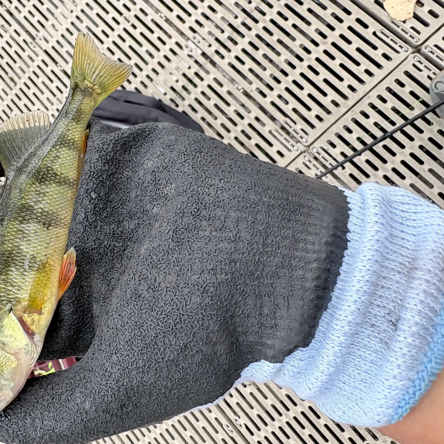 Yellow perch caught on Fishbrain