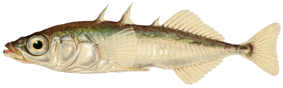 Three-spined stickleback