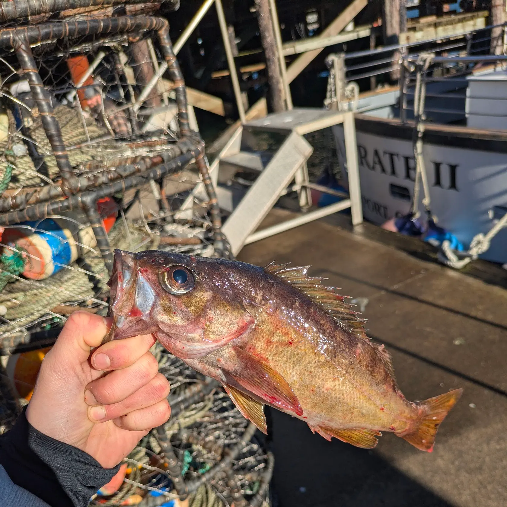 The most recent Vermilion rockfish catches on Fishbrain