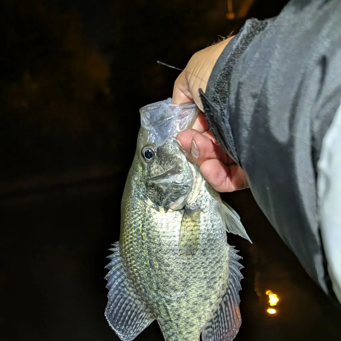 Black crappie caught on Fishbrain