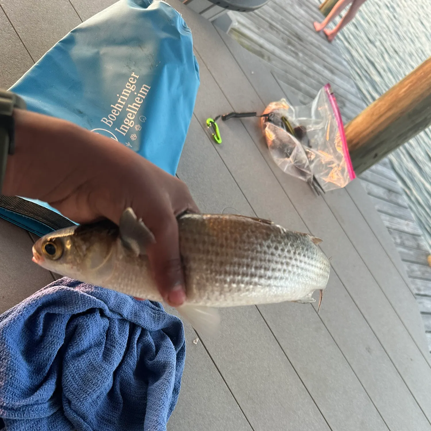 The most recent Striped mullet catches on Fishbrain