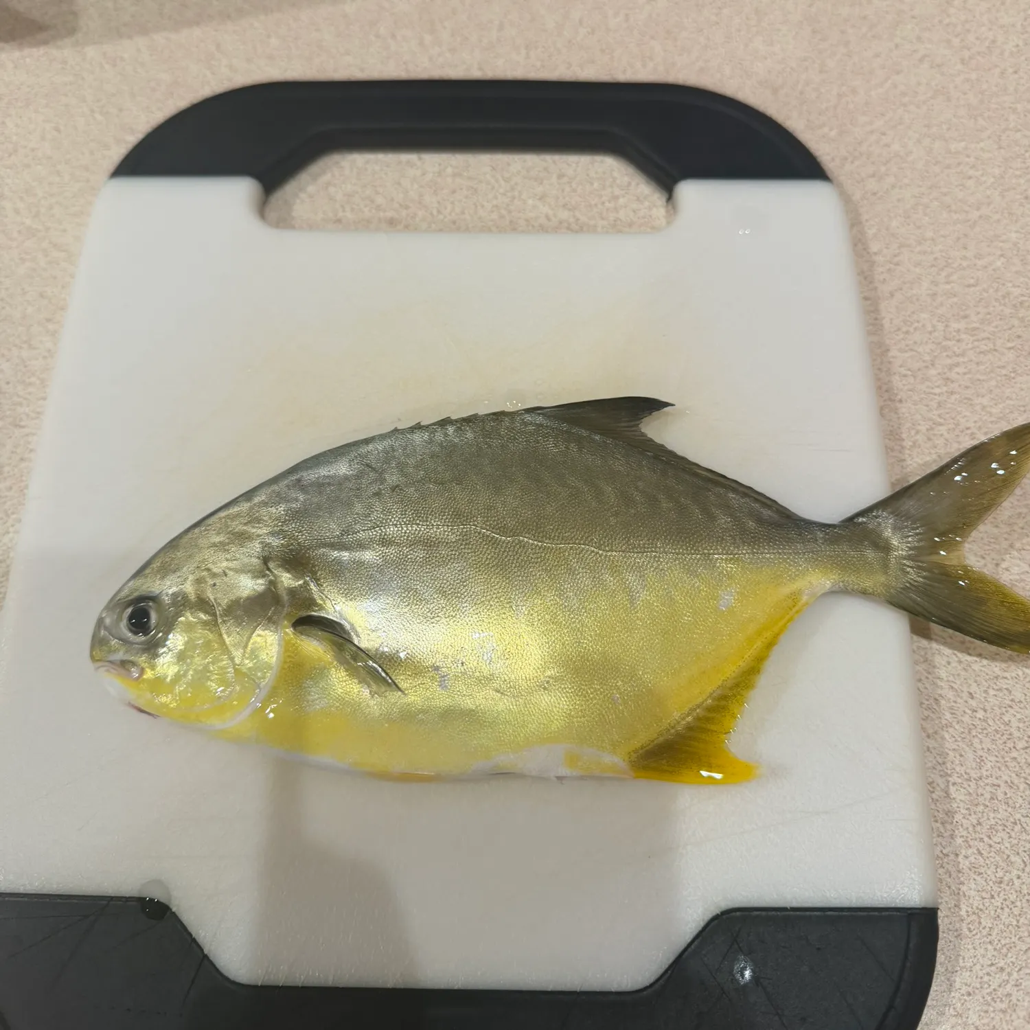 Florida pompano caught on Fishbrain