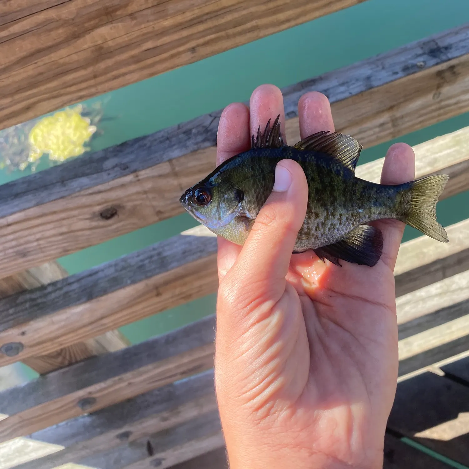 Bluegill caught on Fishbrain