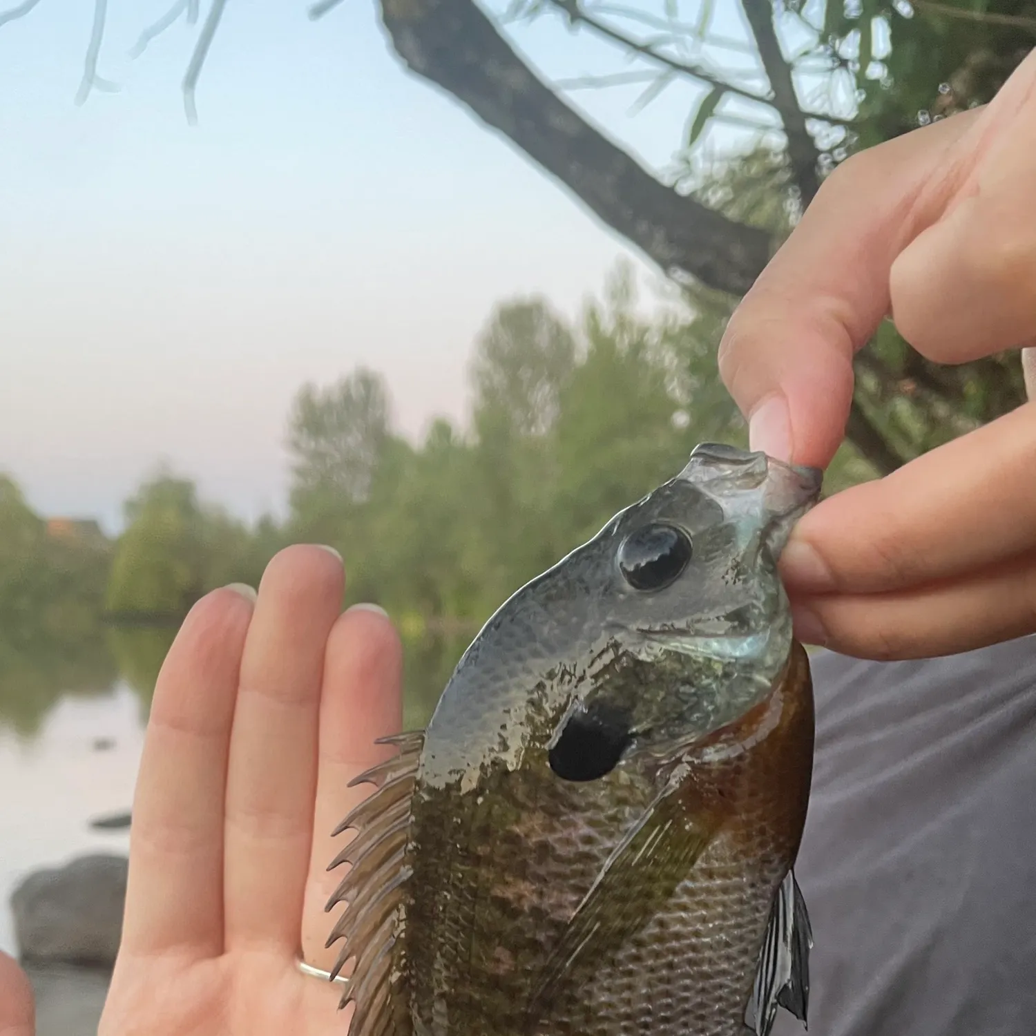 catch