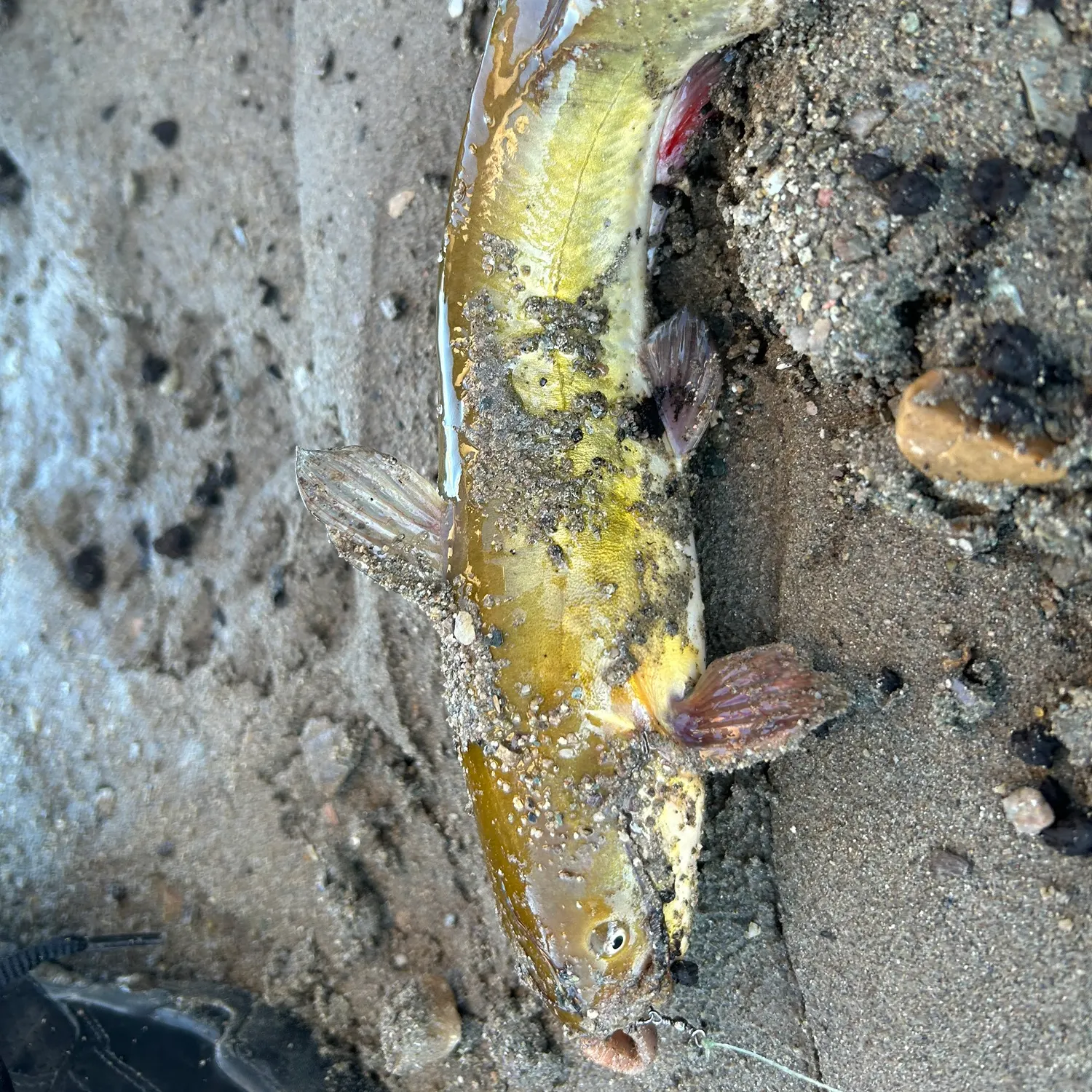 Yellow bullhead caught on Fishbrain