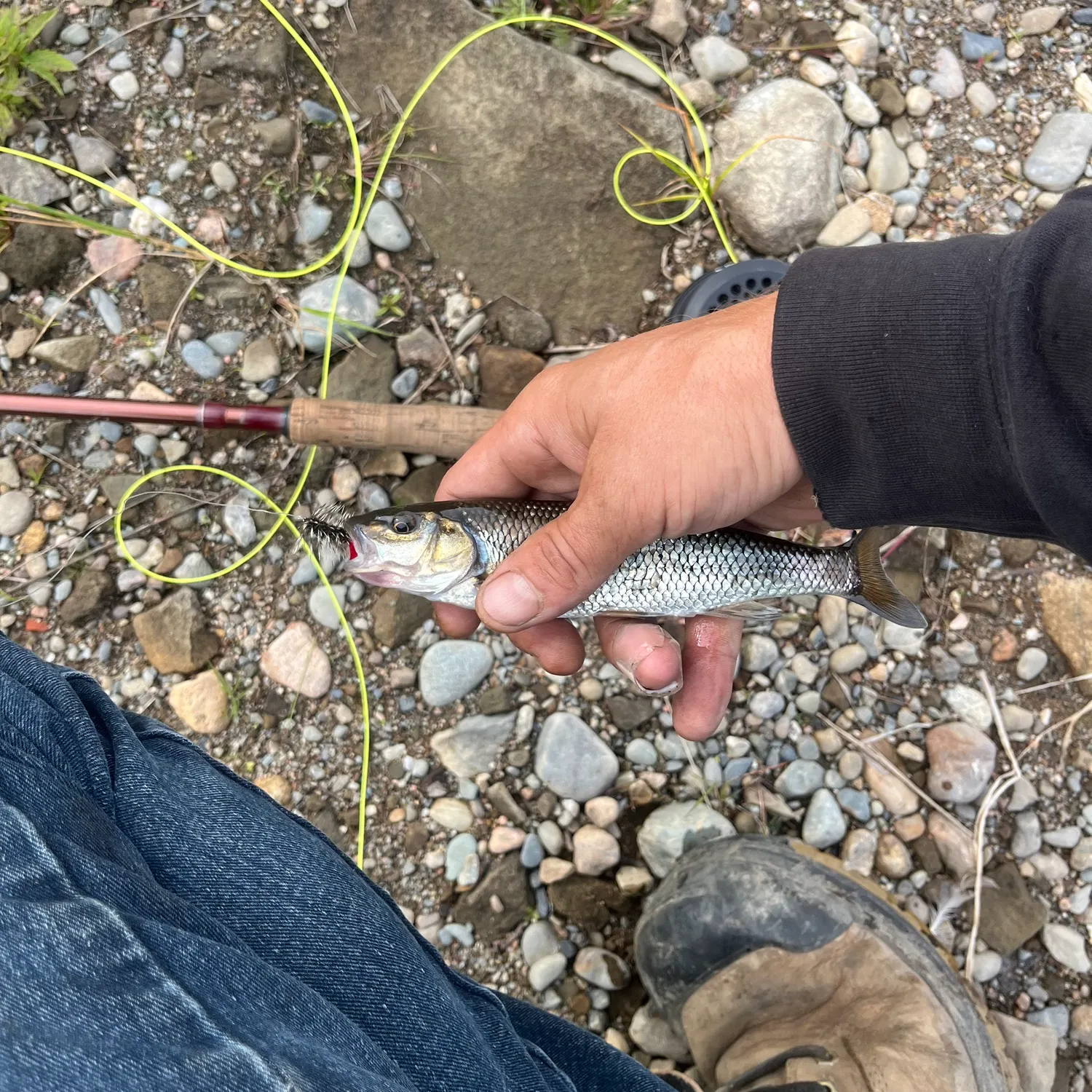 Fallfish caught on Fishbrain