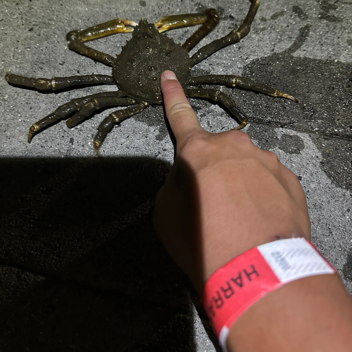 The most recent European spider crab catches on Fishbrain