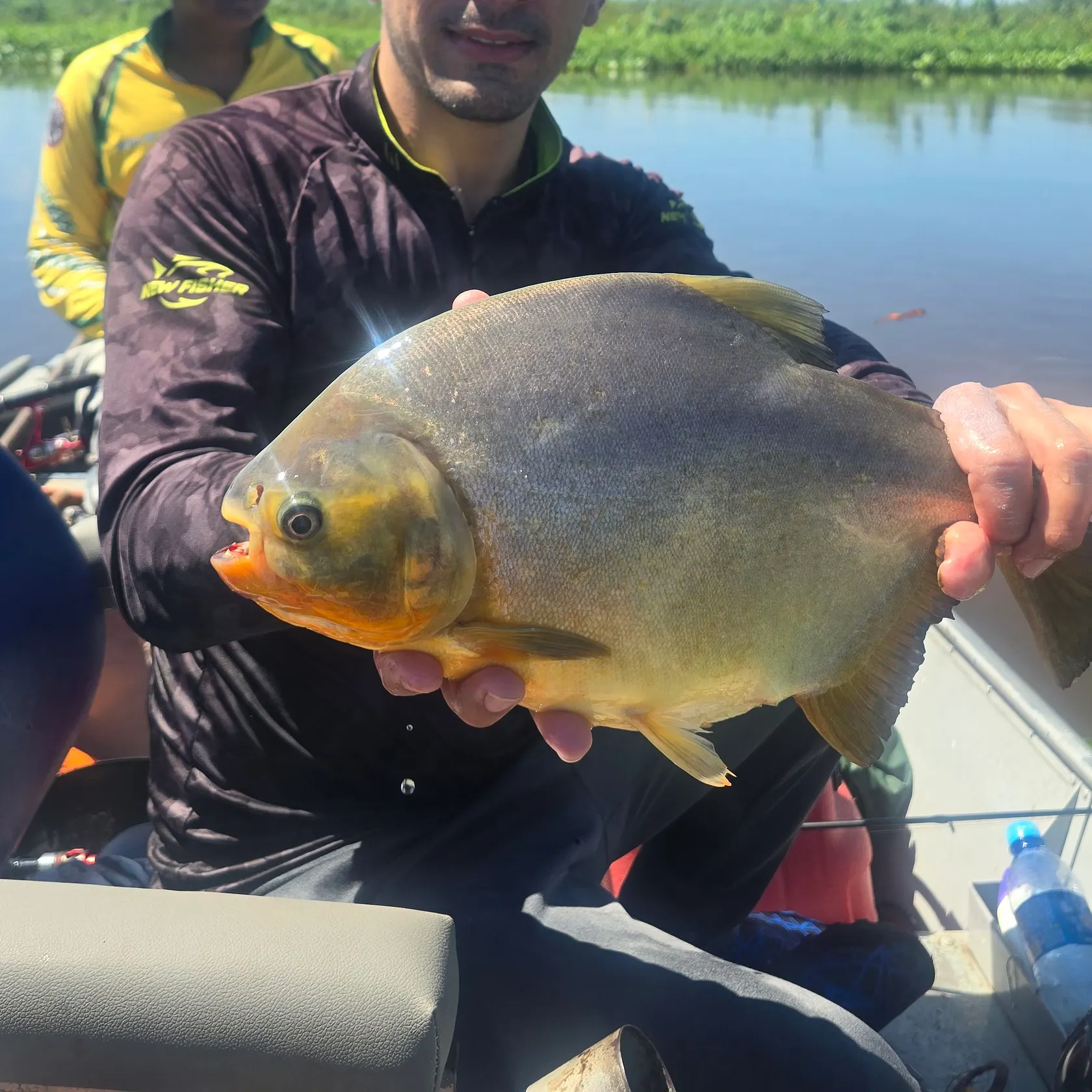 The most recent Small-scaled pacu catches on Fishbrain
