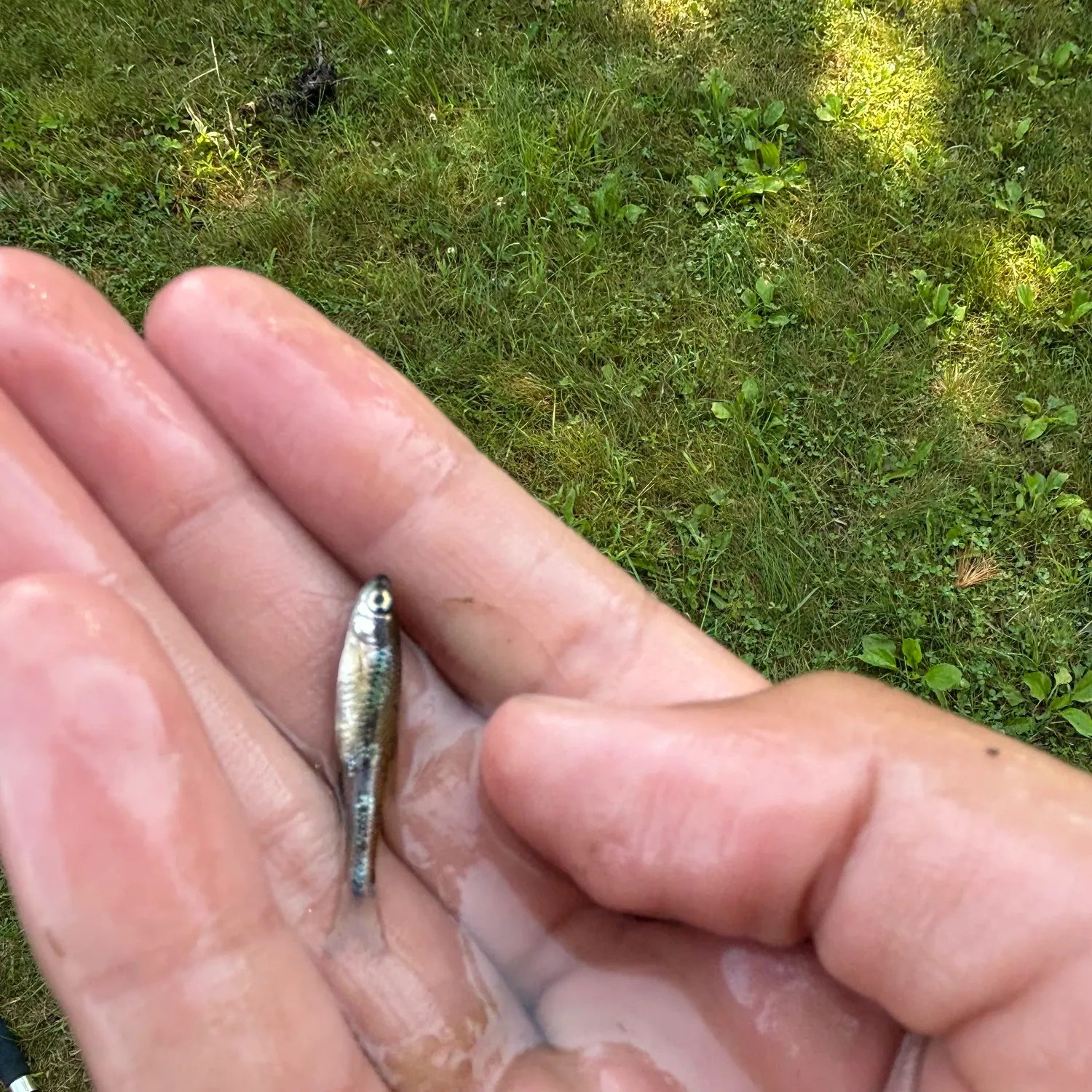 The most recent Pugnose shiner catches on Fishbrain