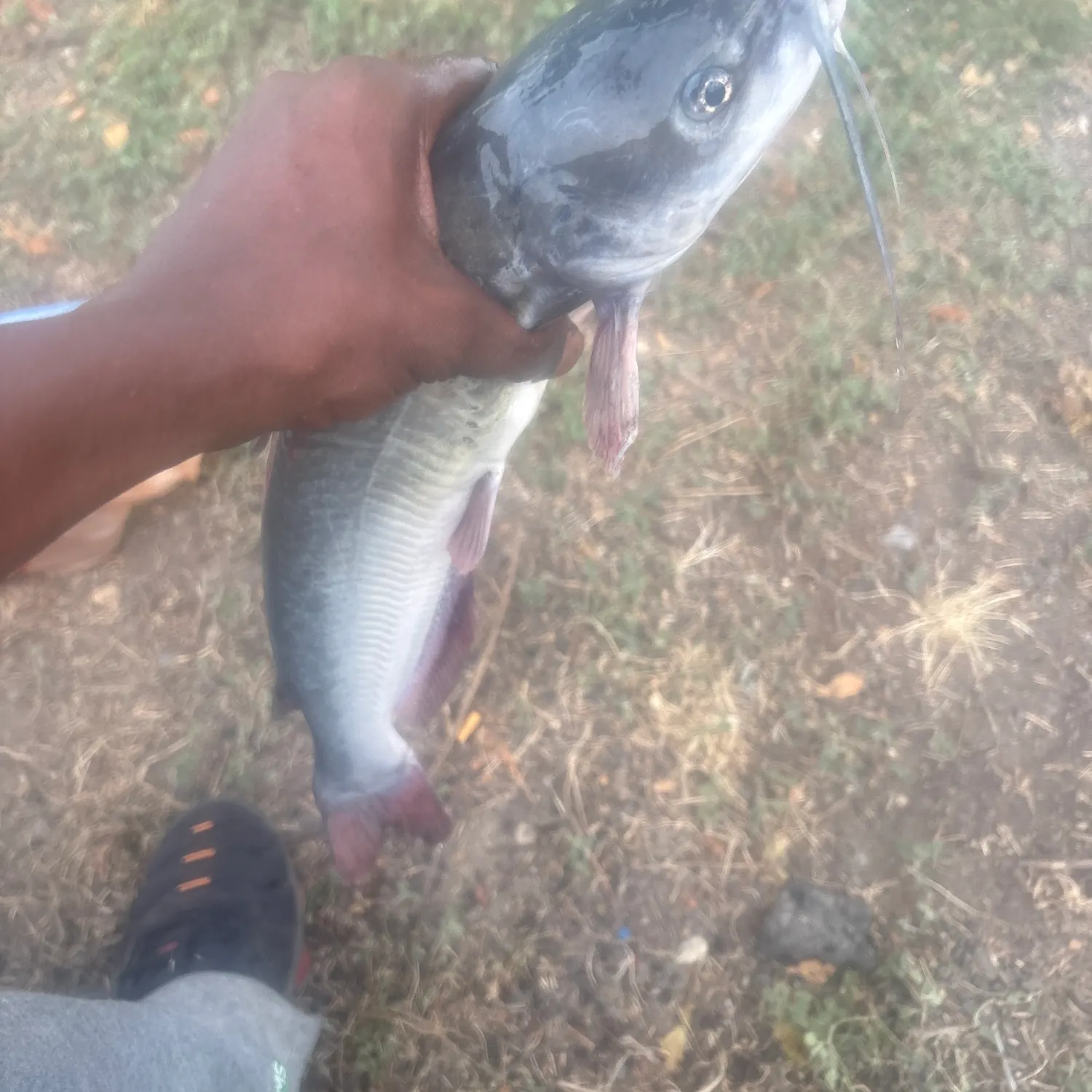 Blue catfish caught on Fishbrain