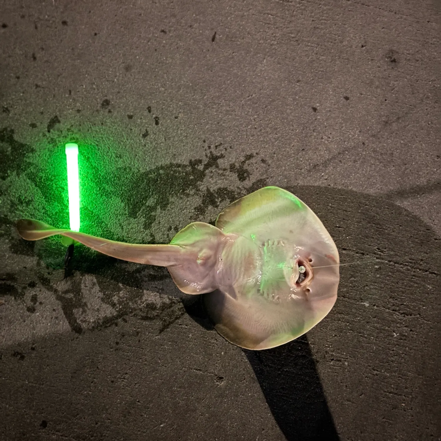 Thornback guitarfish caught on Fishbrain