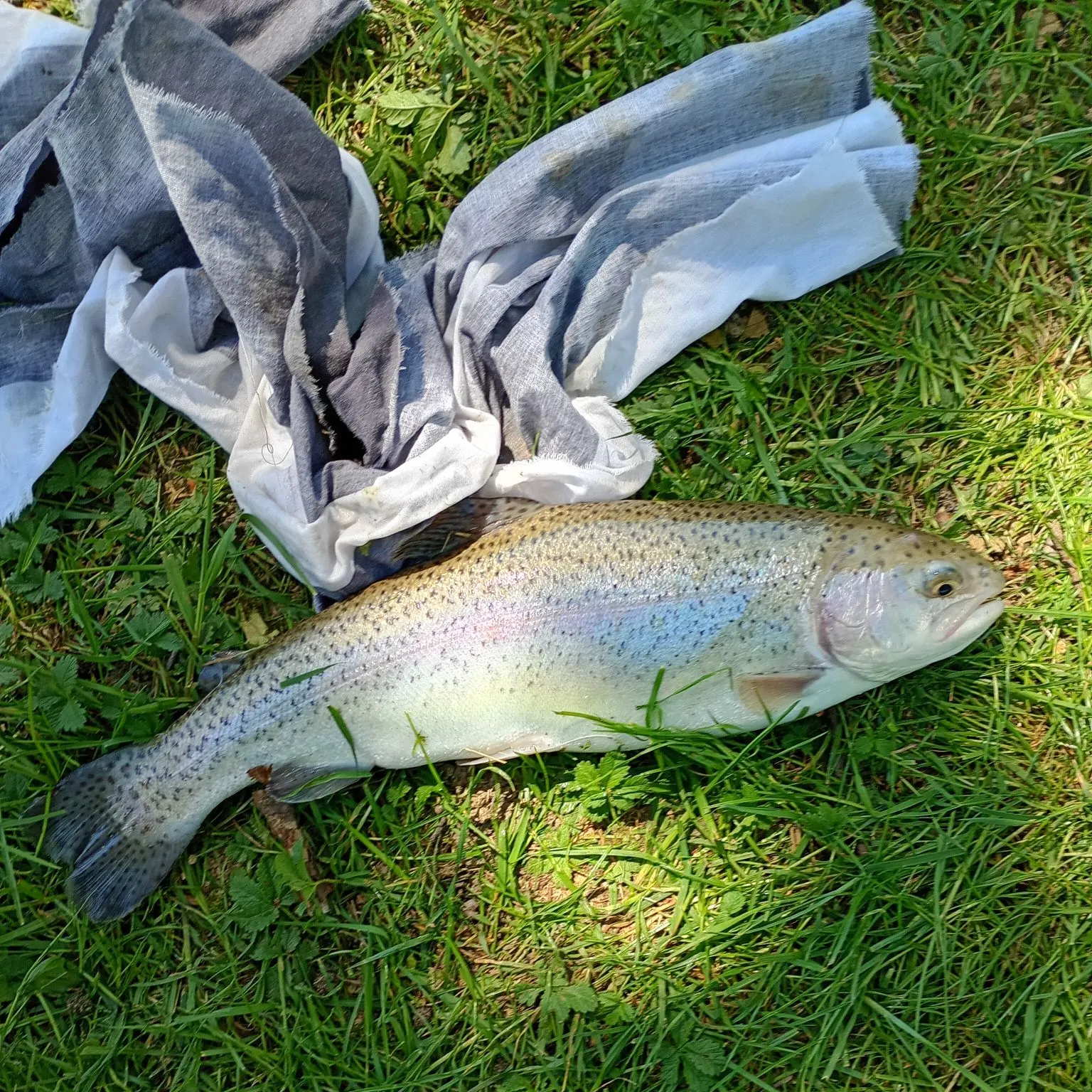 Rainbow trout caught on Fishbrain
