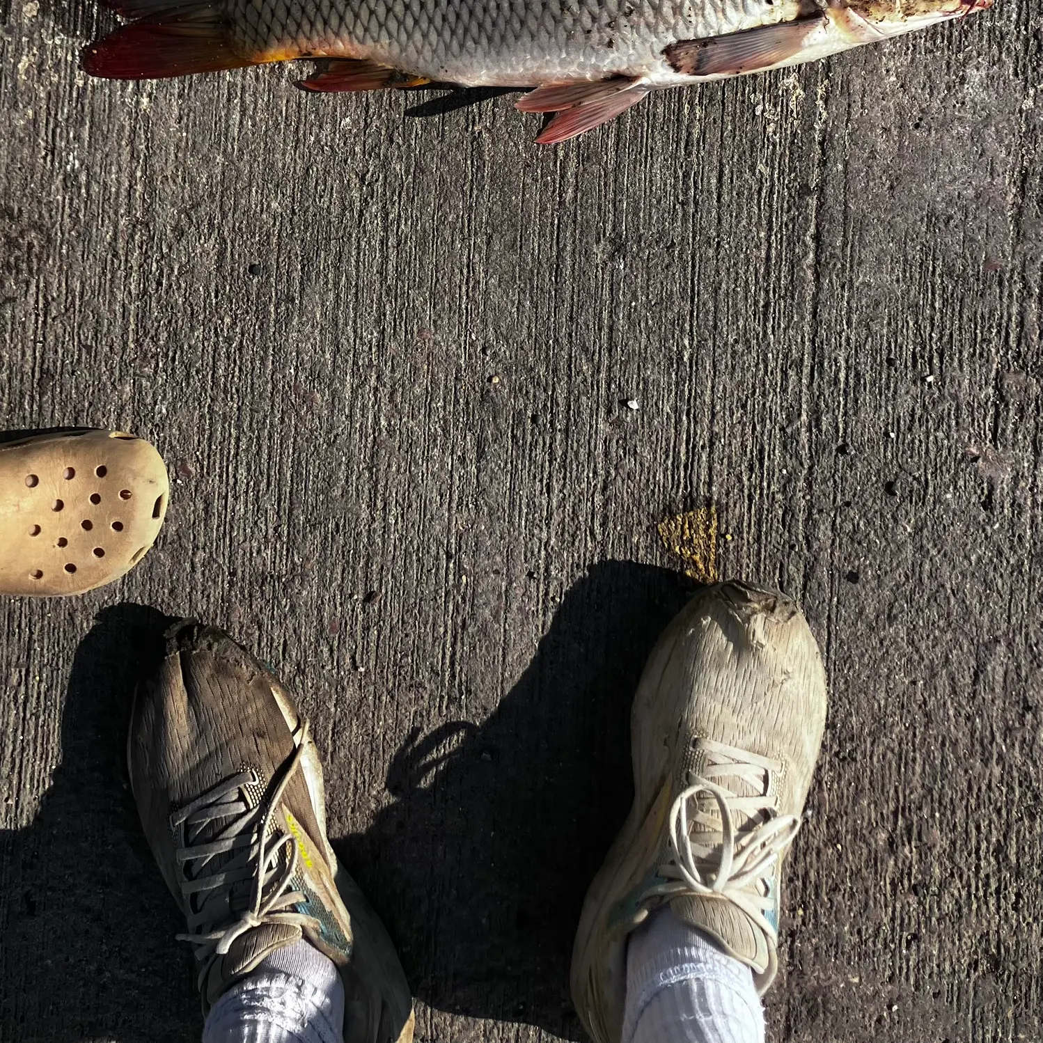 Common carp caught on Fishbrain