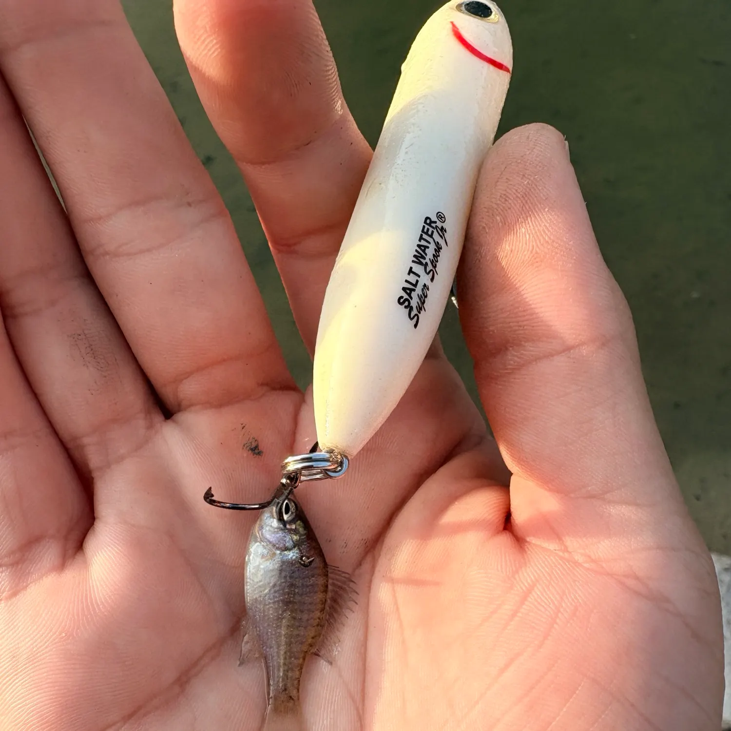 Bluegill caught on Fishbrain