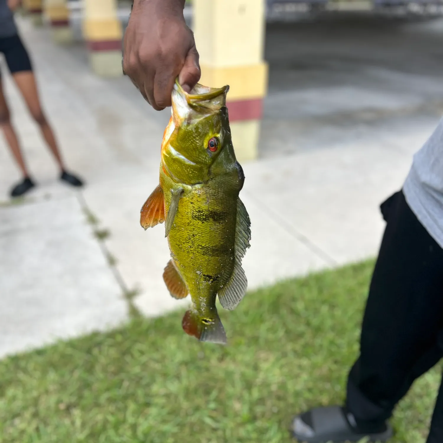 The most recent Butterfly peacock bass catches on Fishbrain