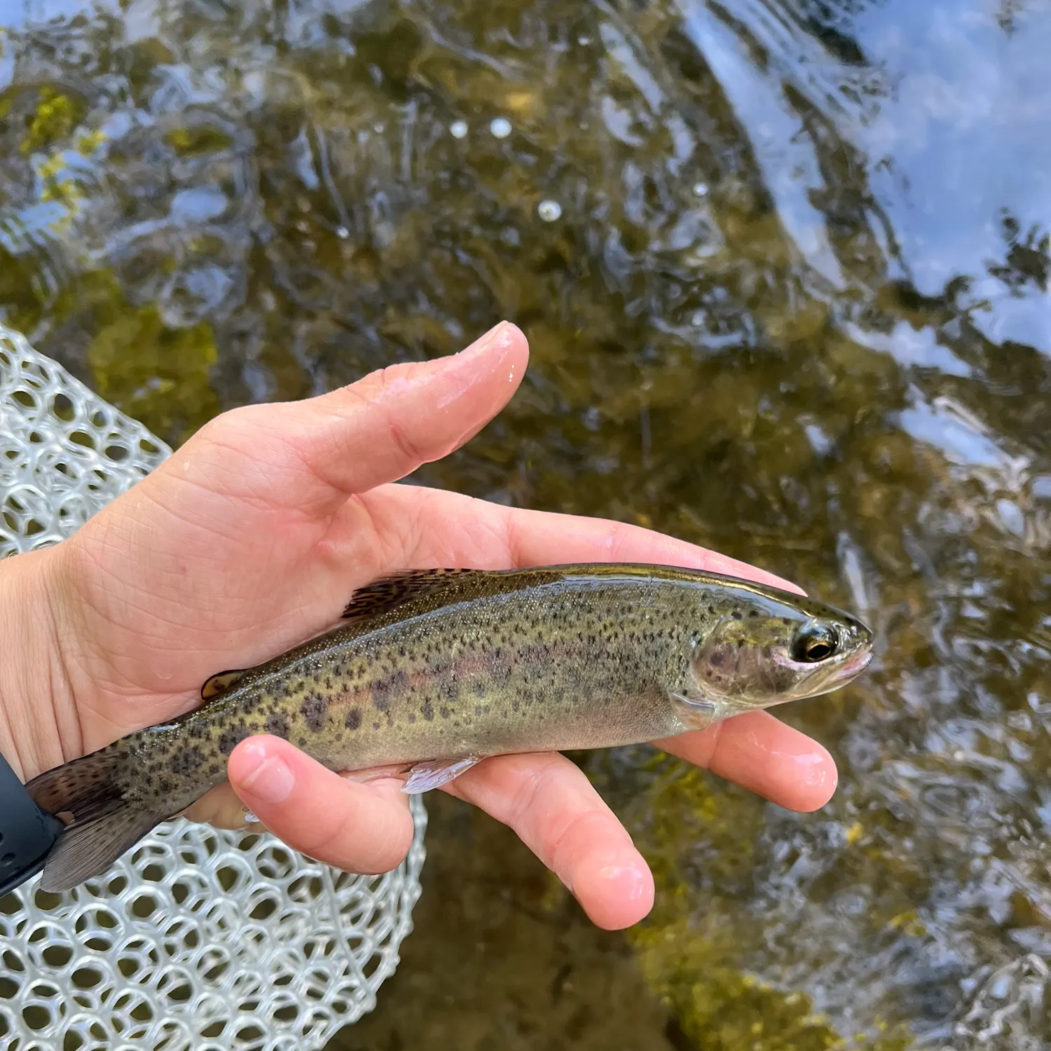 The most recent Steelhead catches on Fishbrain