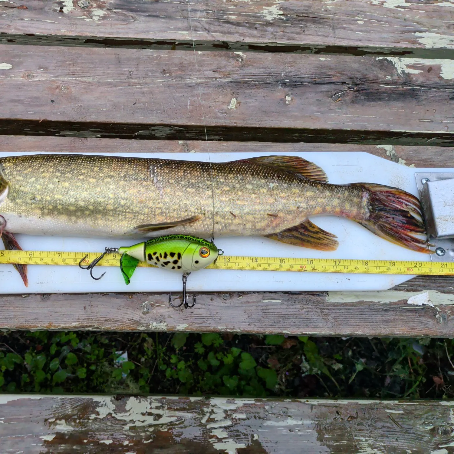 Northern pike caught on Fishbrain