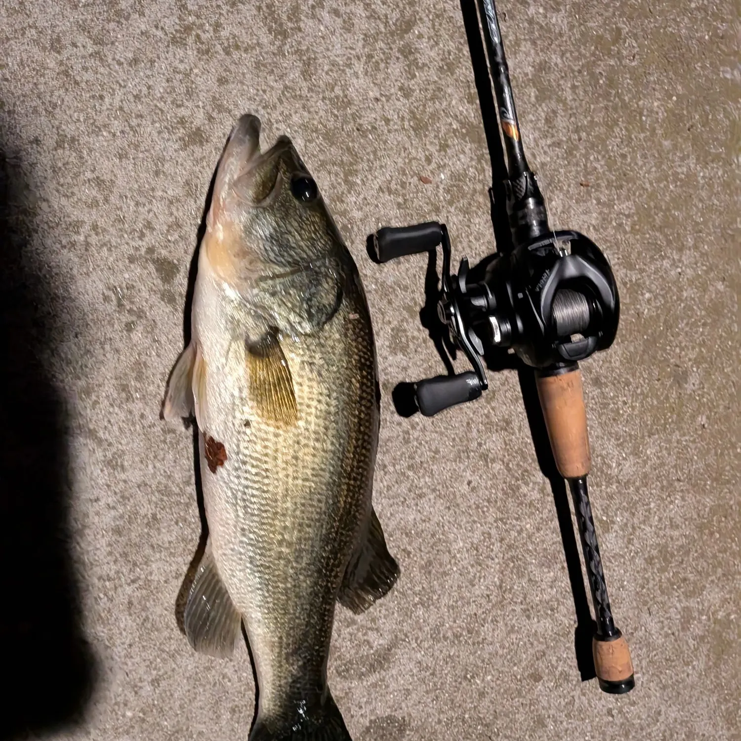 Largemouth bass caught on Fishbrain