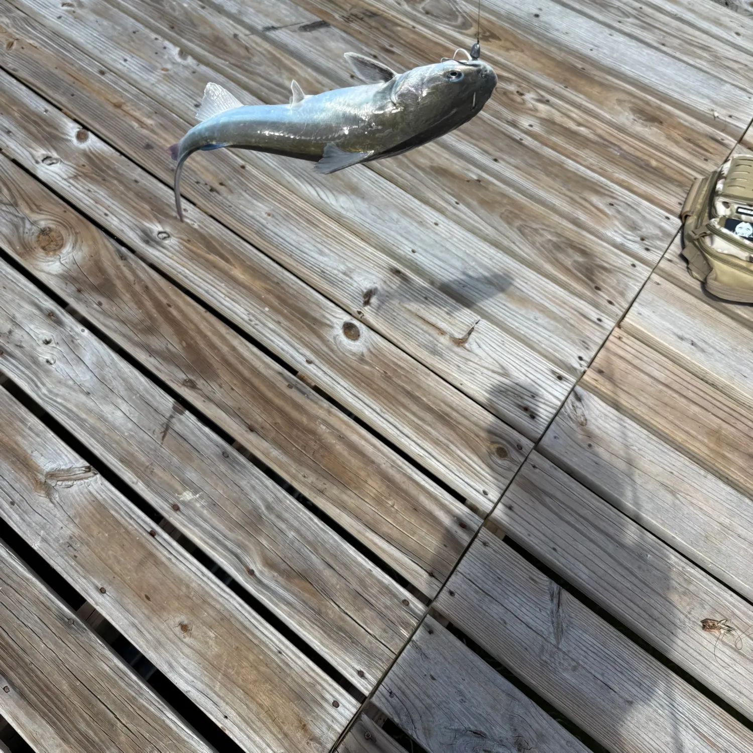 Gafftopsail sea catfish caught on Fishbrain